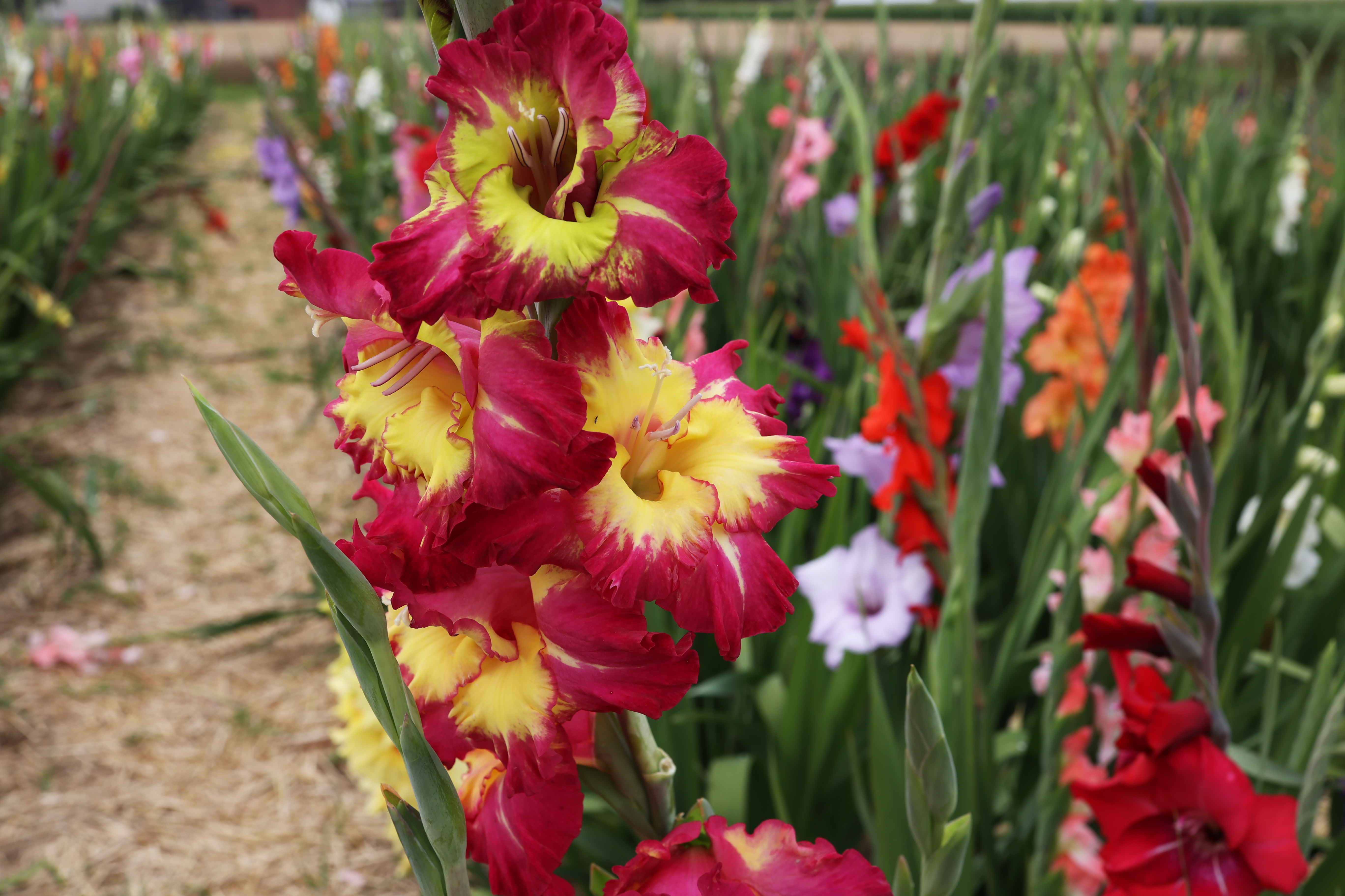 Can Gladiolus Be Left in the Ground Over Winter 