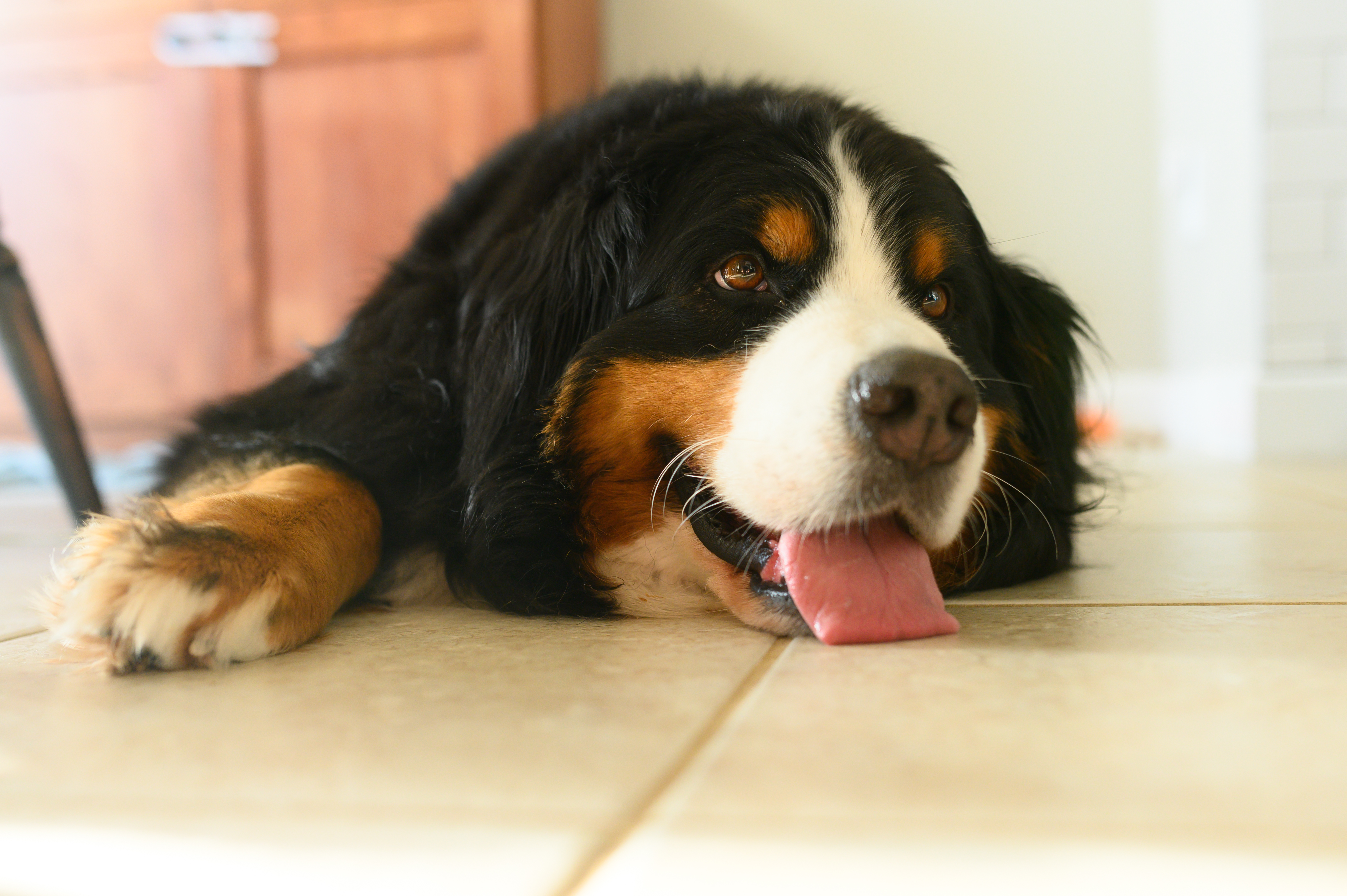 do bernese mountain dogs drool a lot