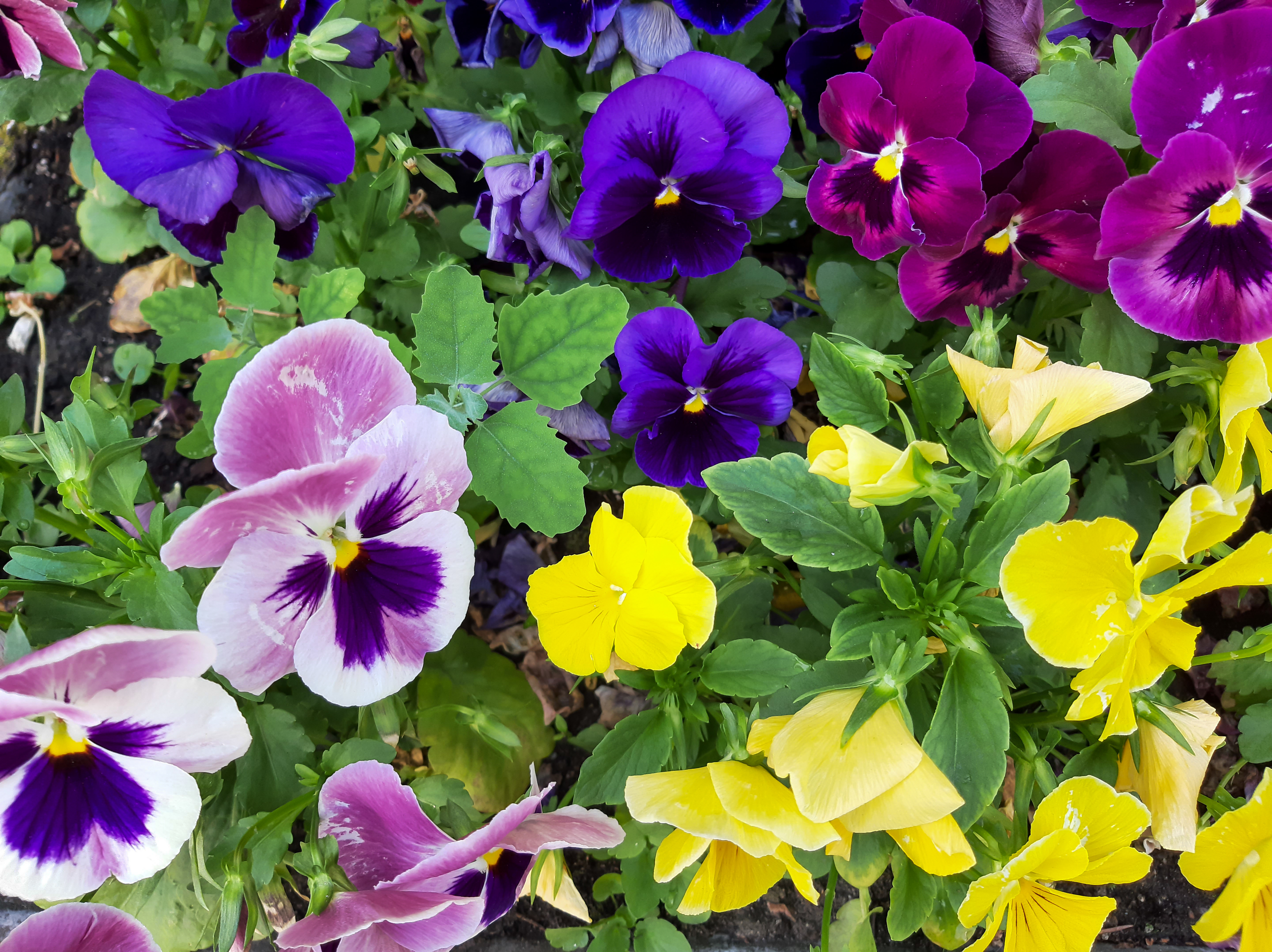 How to Collect Seeds from Pansies?