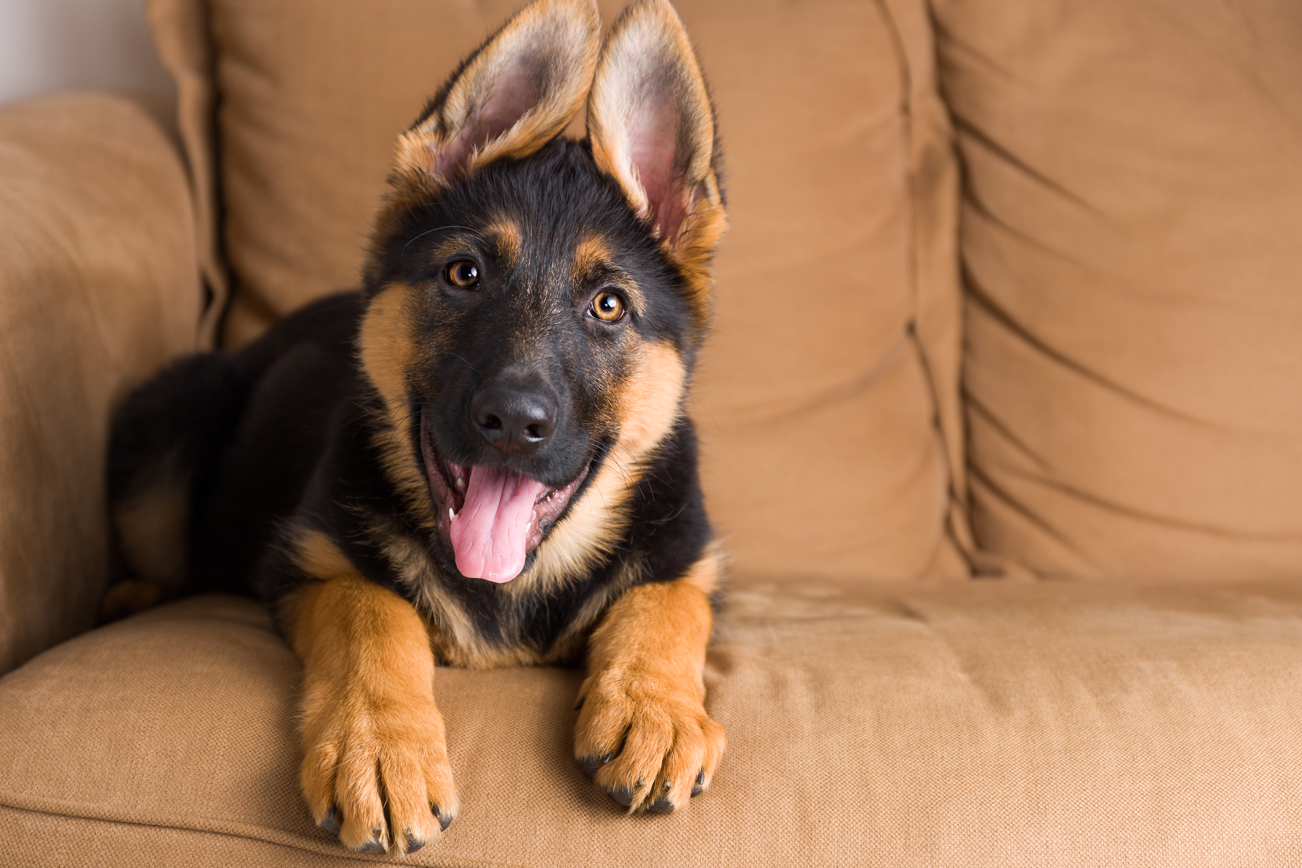 when do german shepherds lose teeth