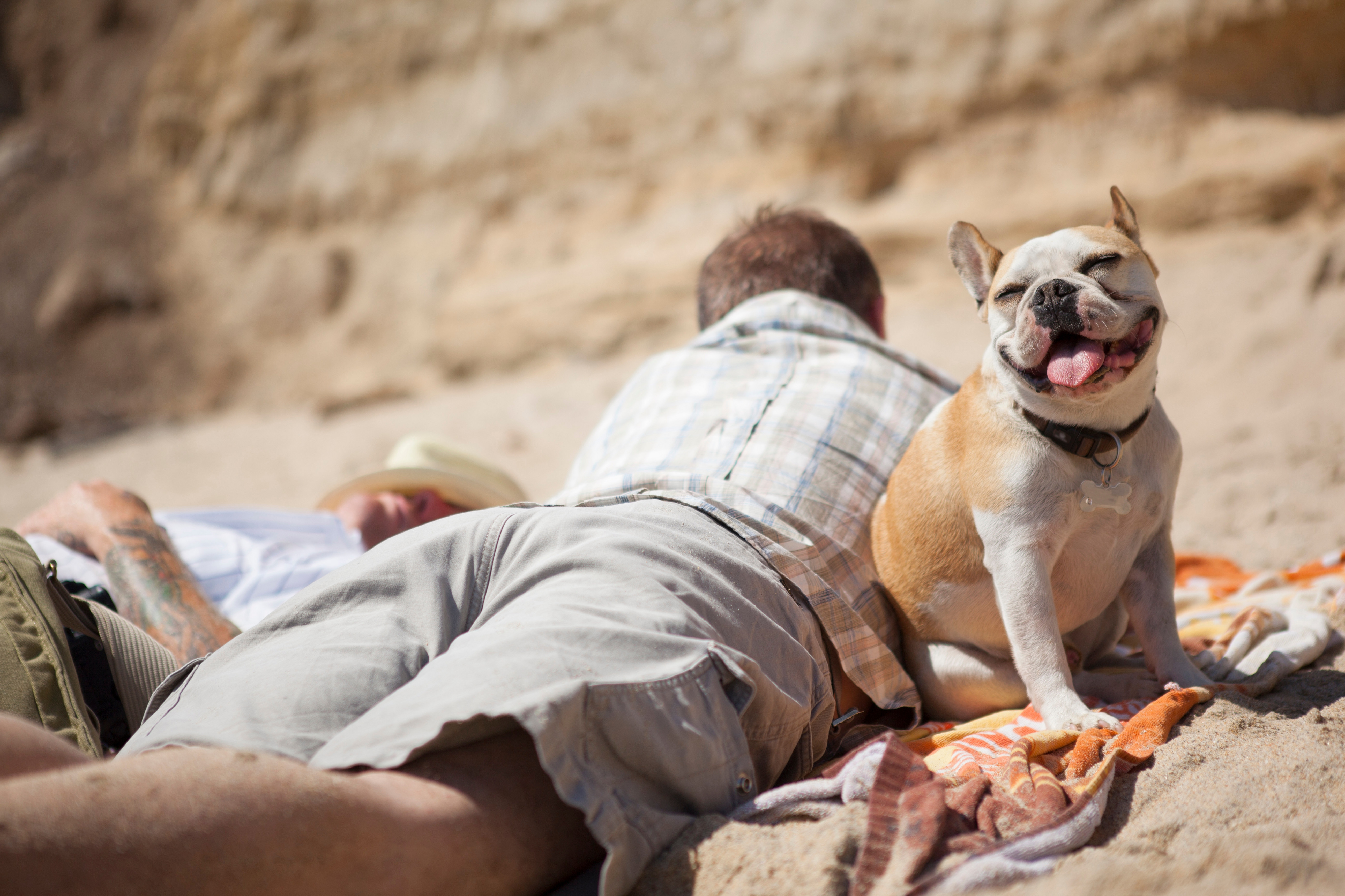 what sunscreens are safe for dogs