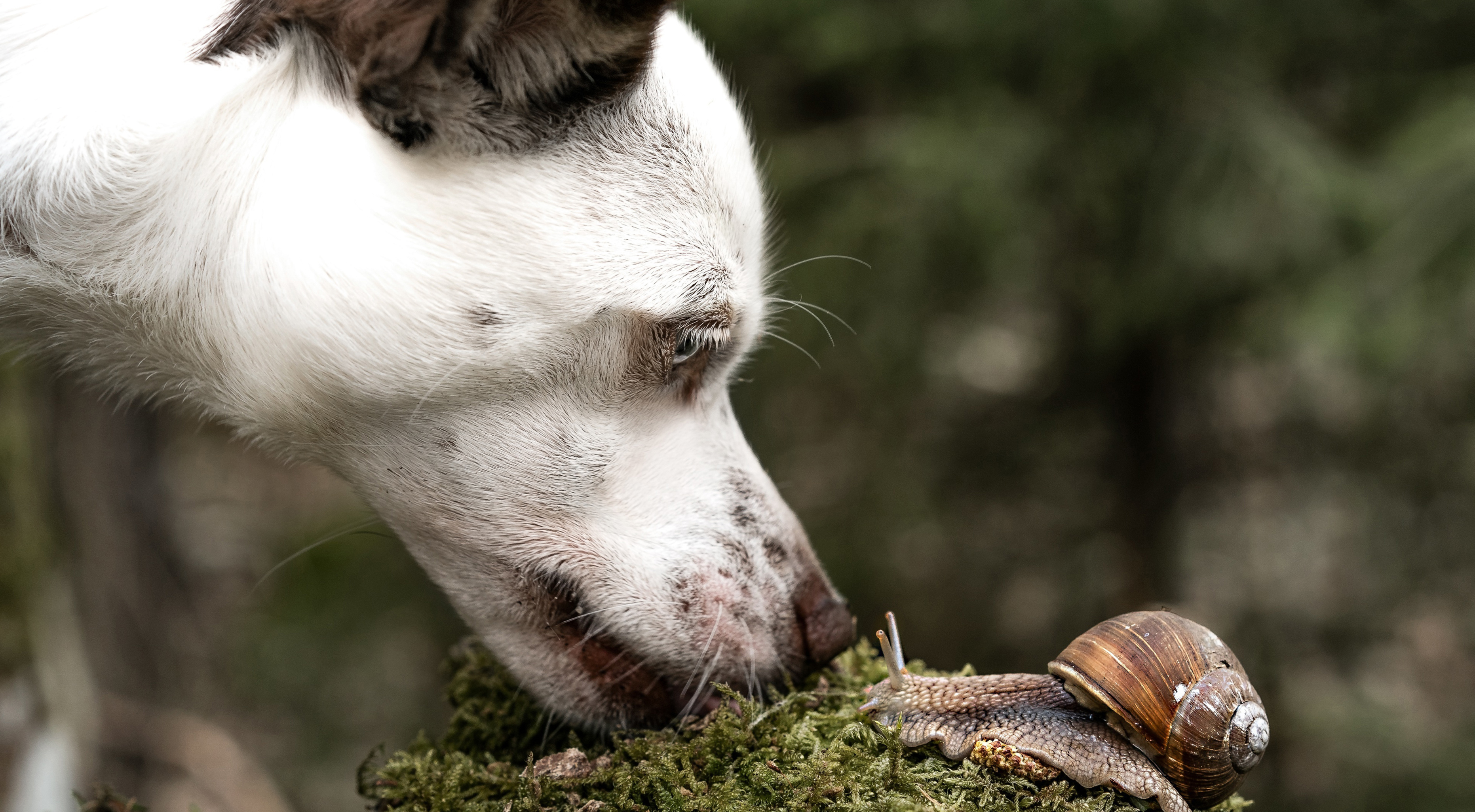 is it bad if a dog eats a slug