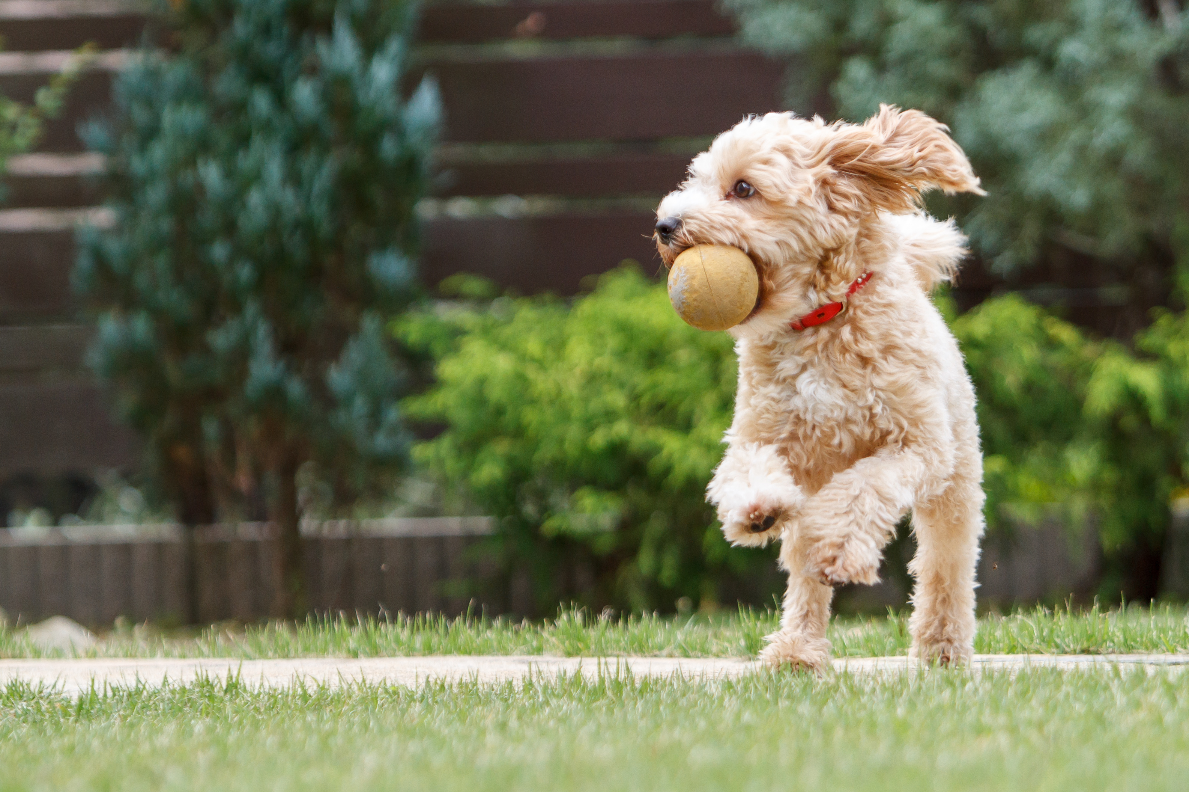 what happens if a dog swallows a rock