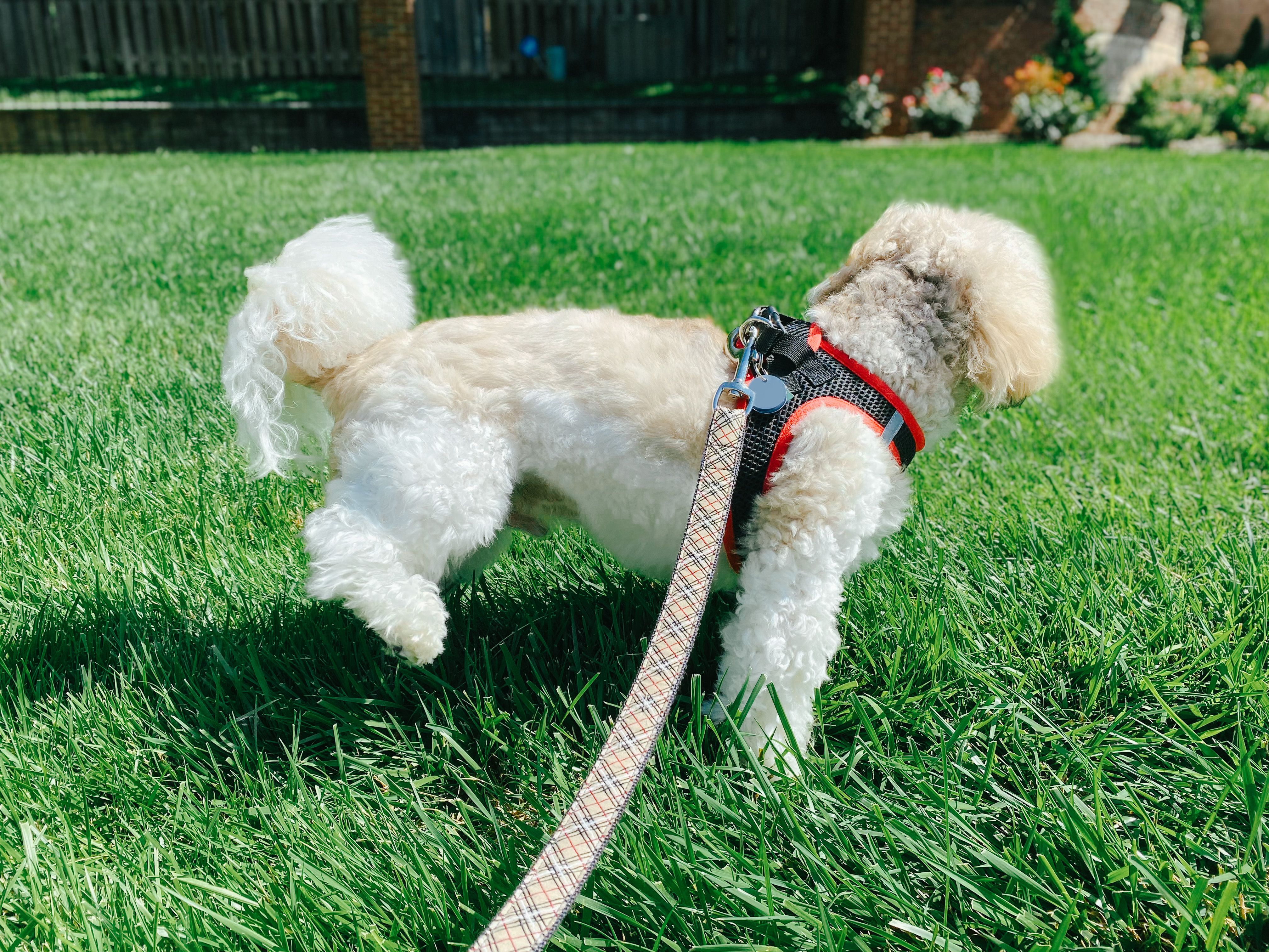 how to keep dogs from peeing on boxwoods