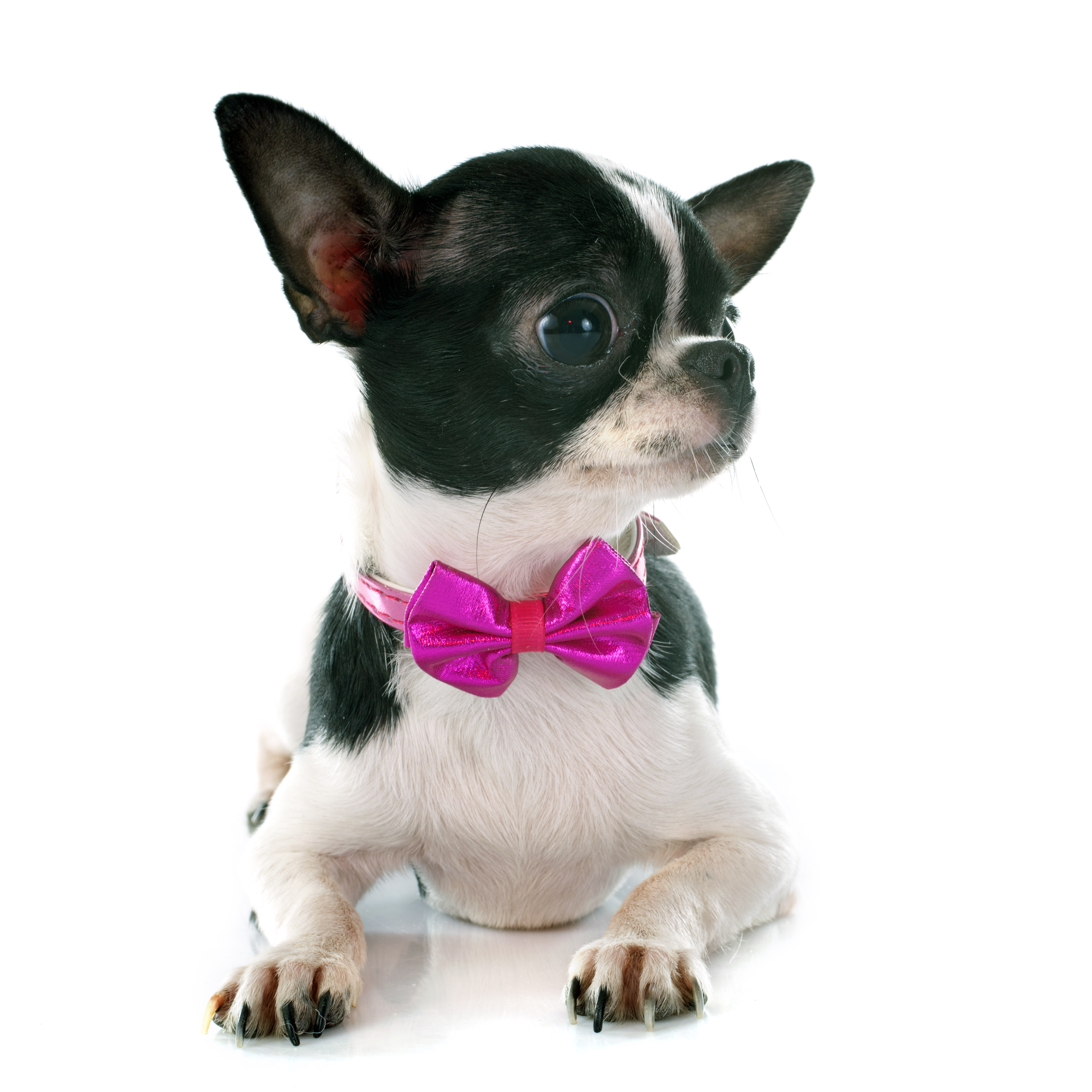 How to Put Bows in a Chihuahua's Short Hair | Cuteness