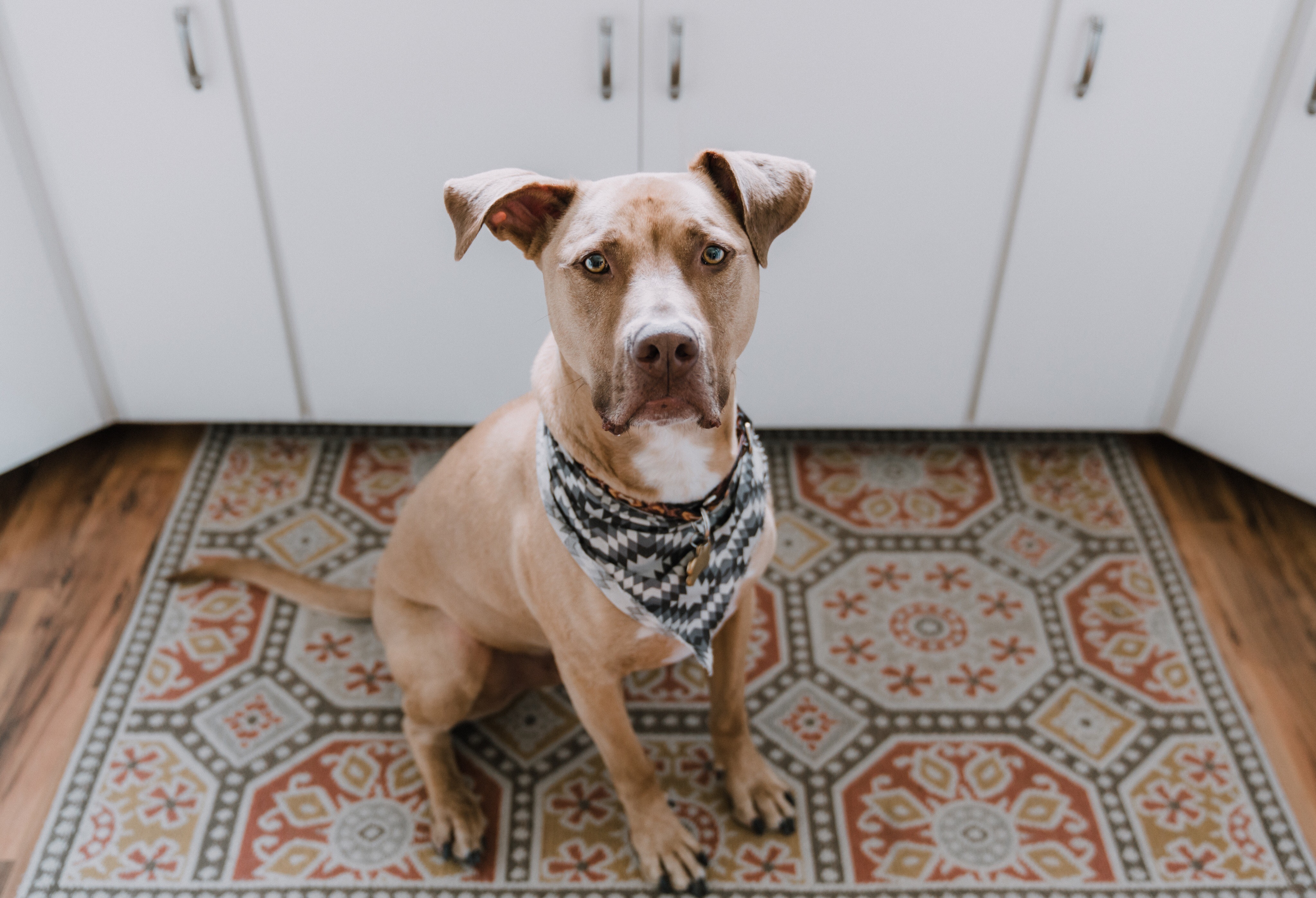 how do you keep dogs out of cabinets