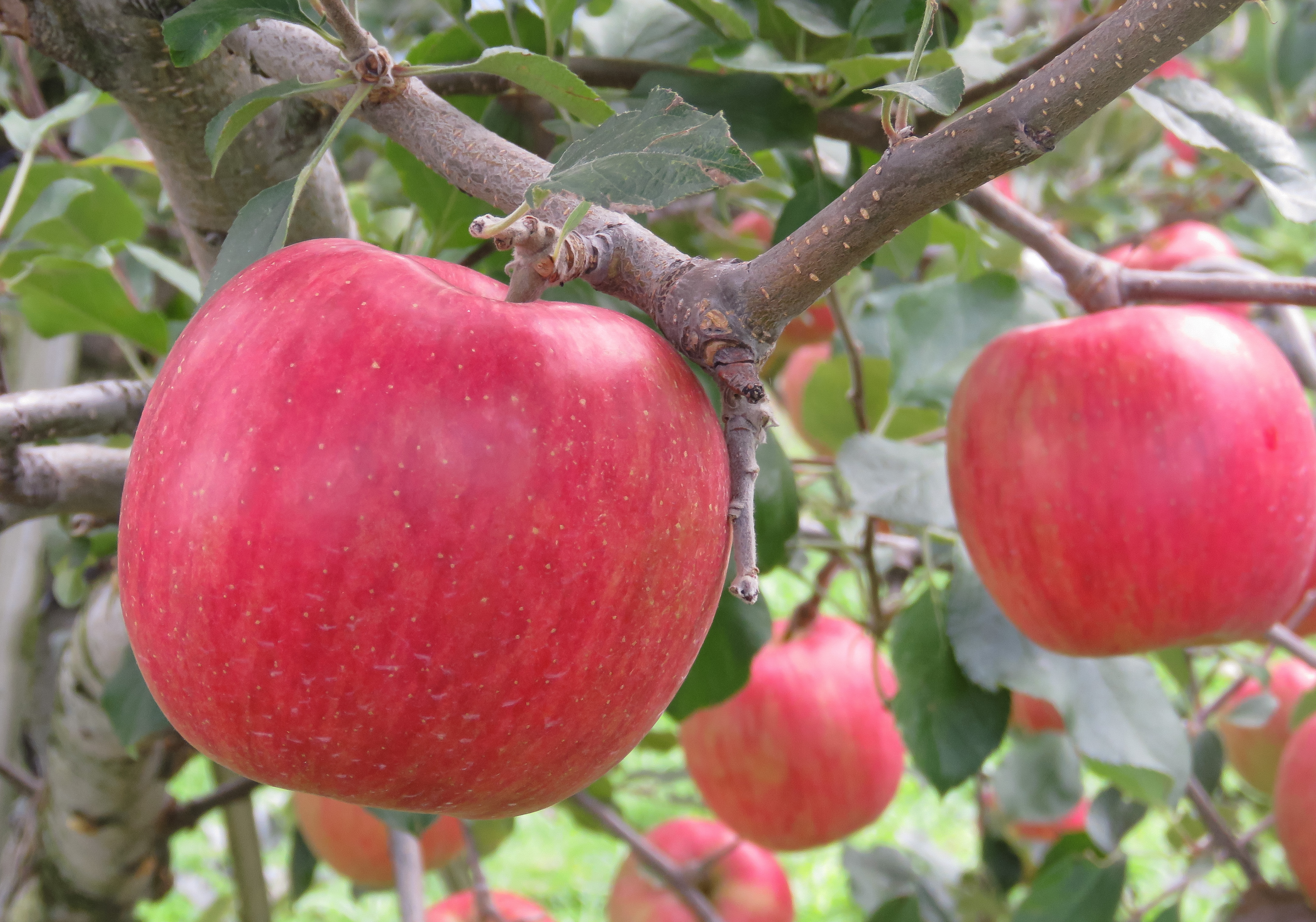 apple in high blood pressure