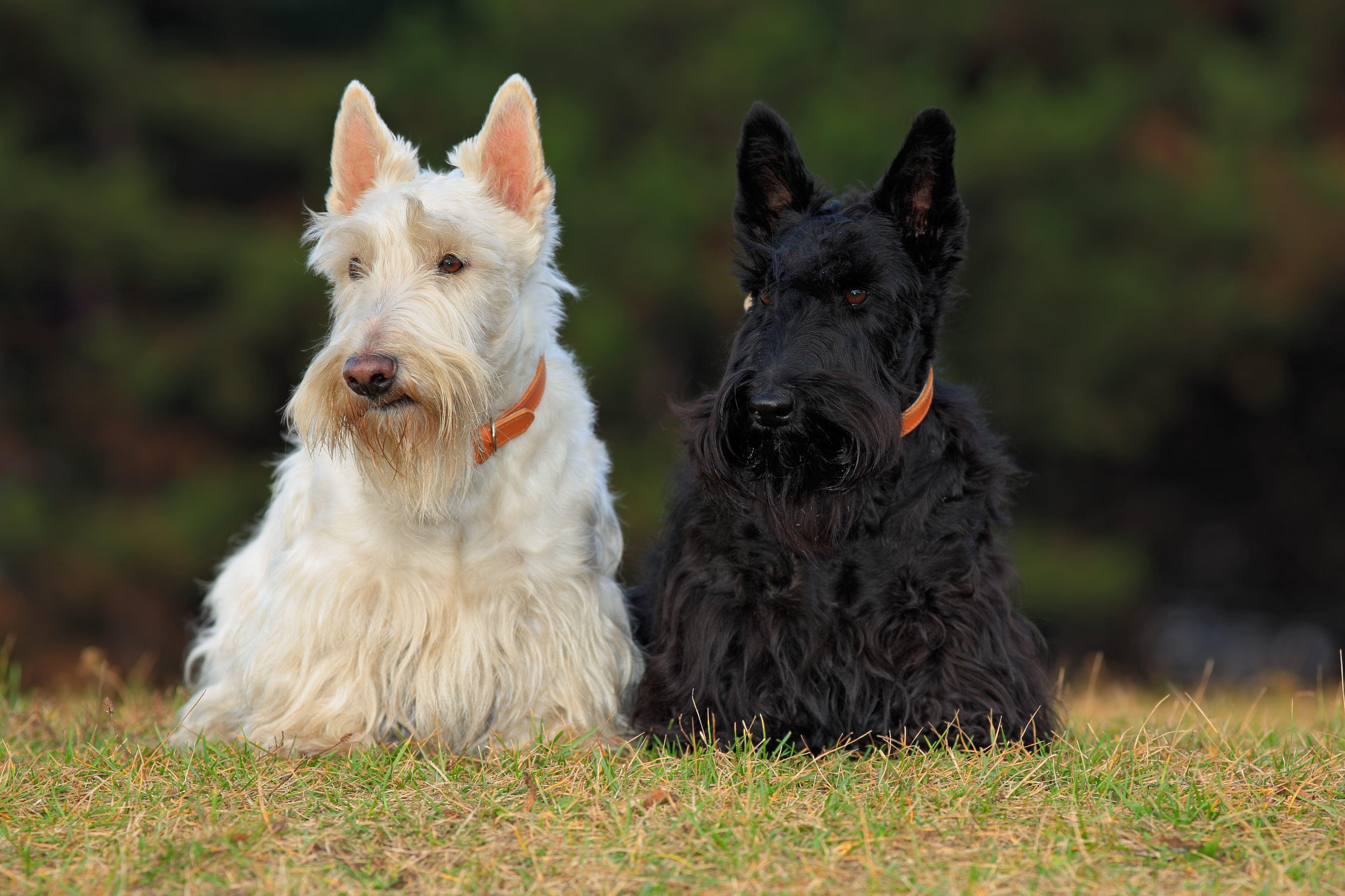 how much is a scottish terrier