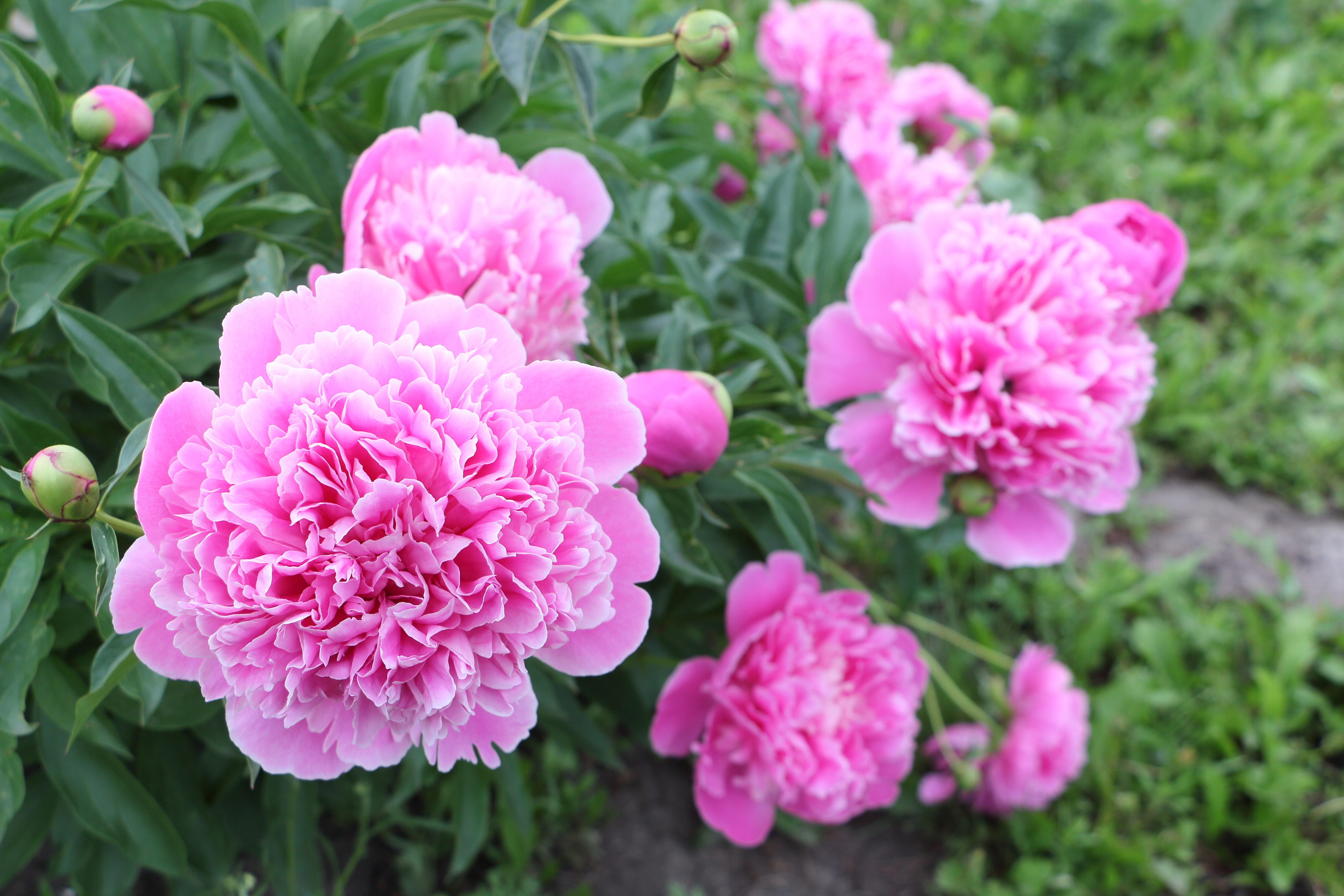 How To Winterize Peony Bushes How to Grow Peonies | Hunker