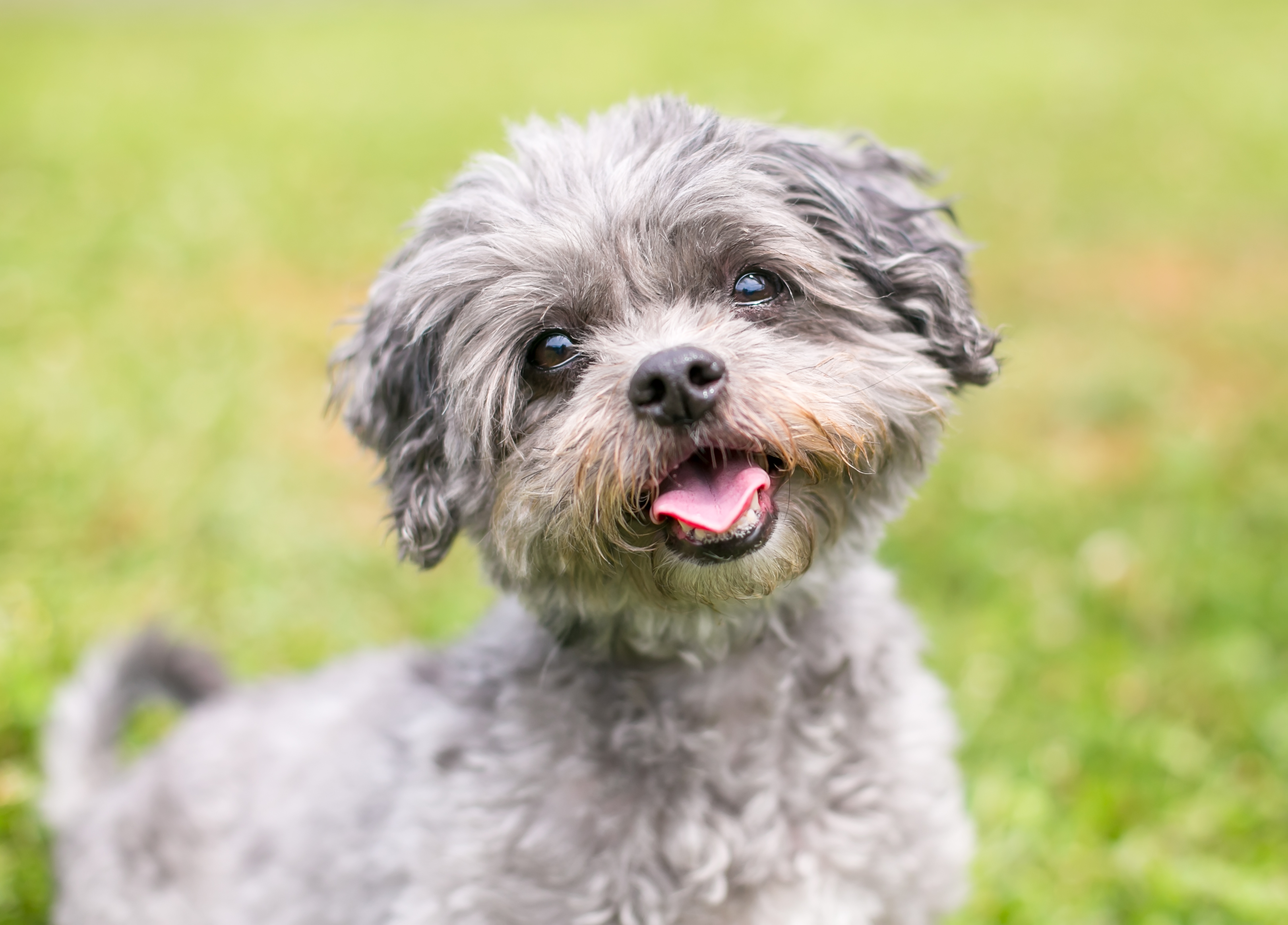 how many hours of sleep do shih tzus need