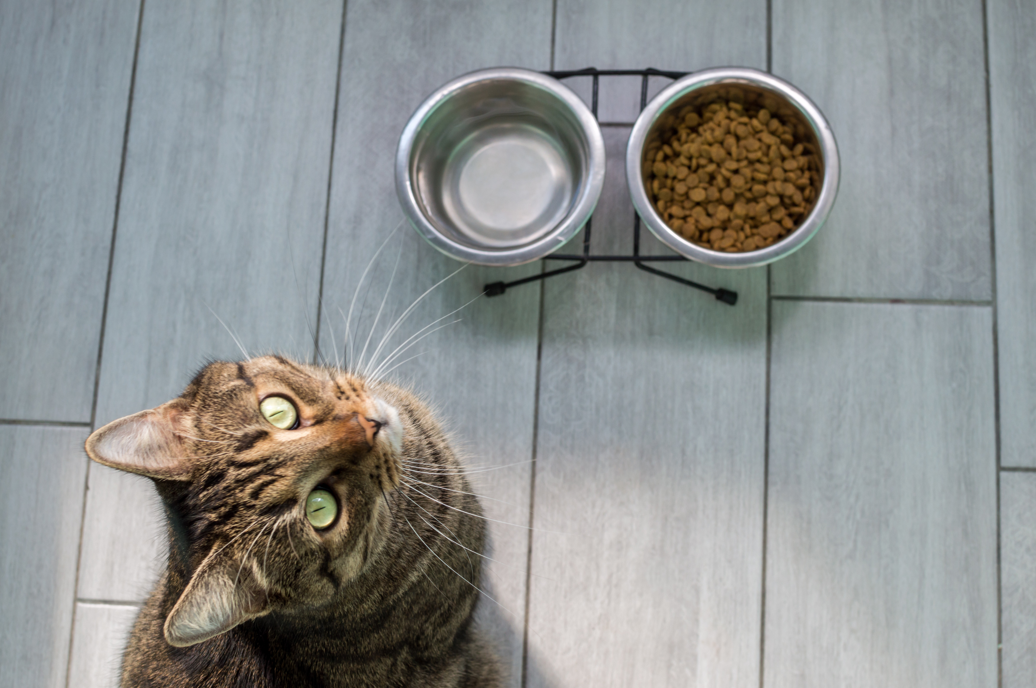 Should Cat Food and Water Be Separated?
