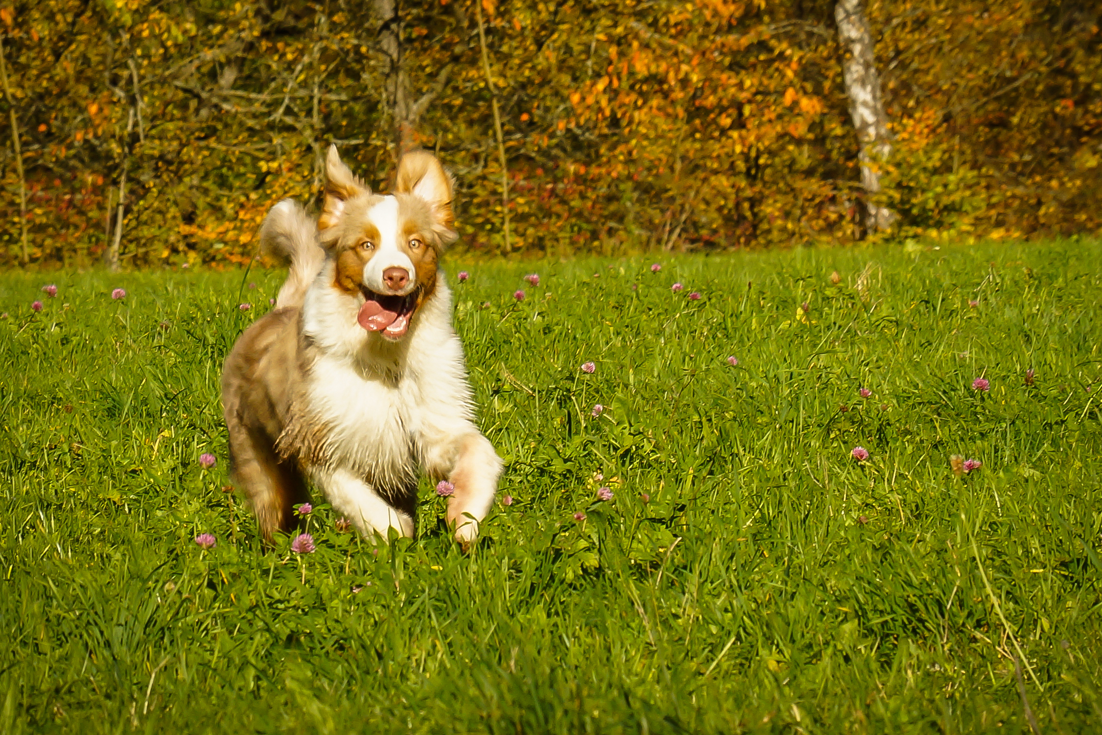 how to get rid of ticks in dogs ears