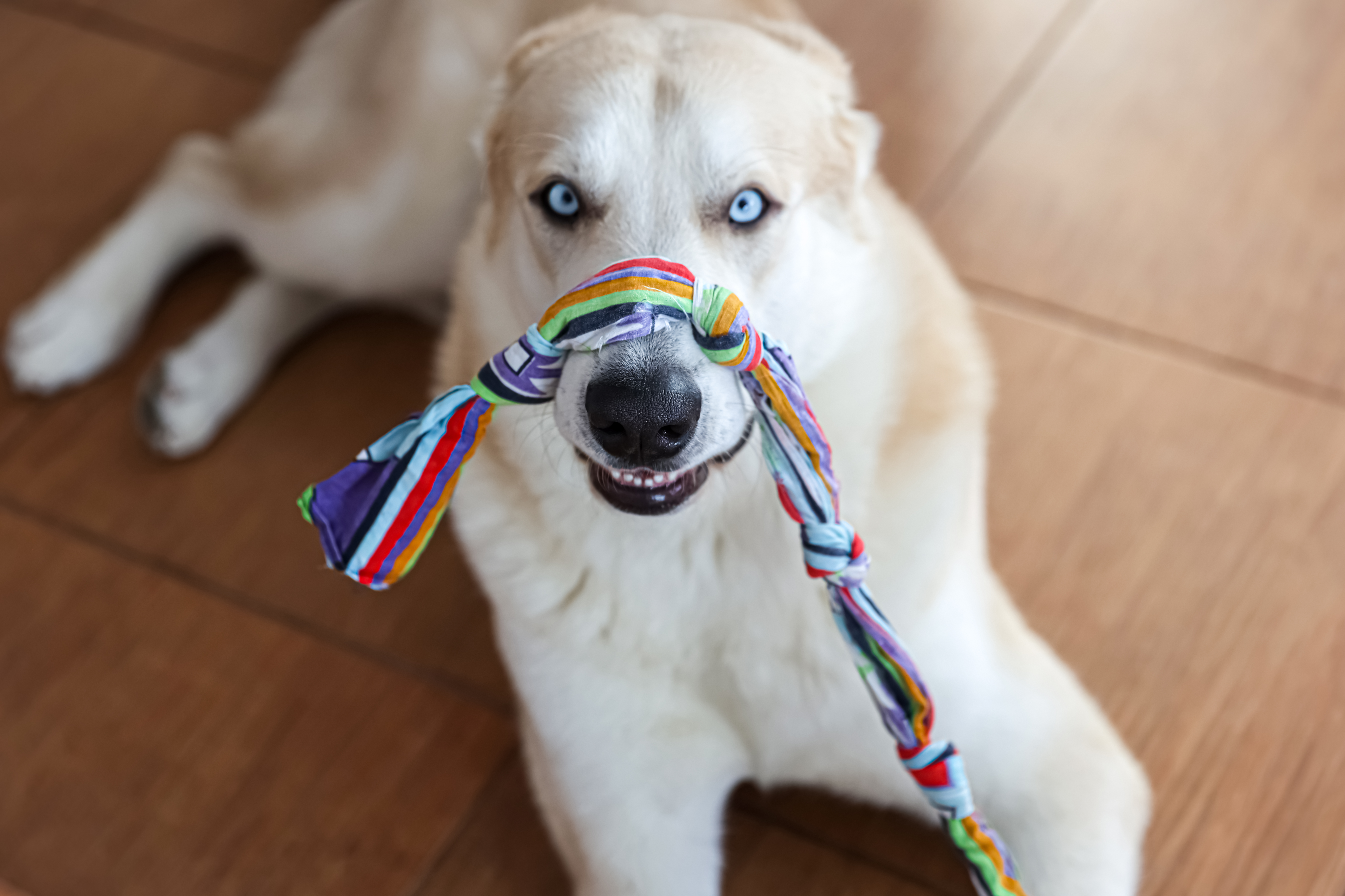 why do dogs have favorite toys