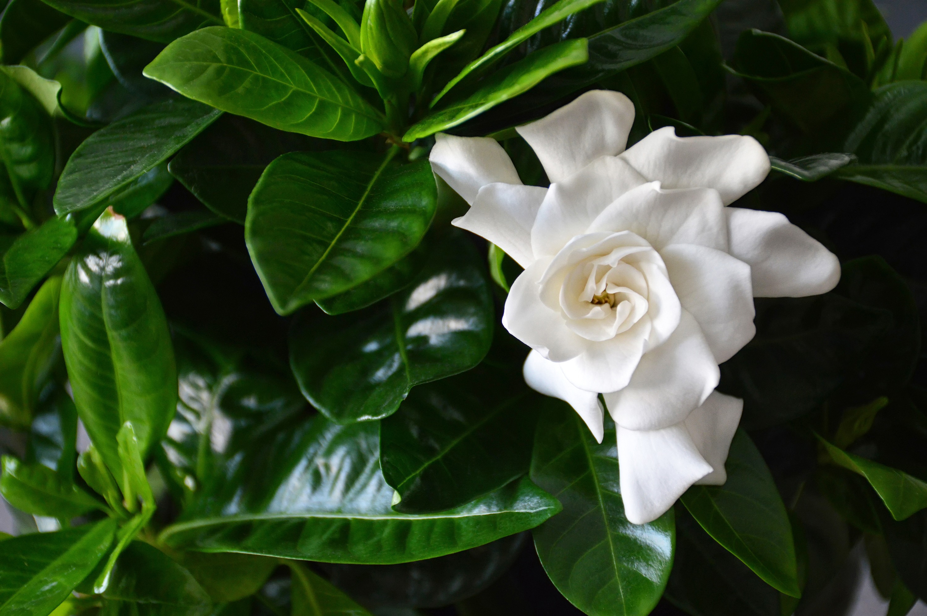 How to Grow Gardenias From Seed   Hunker