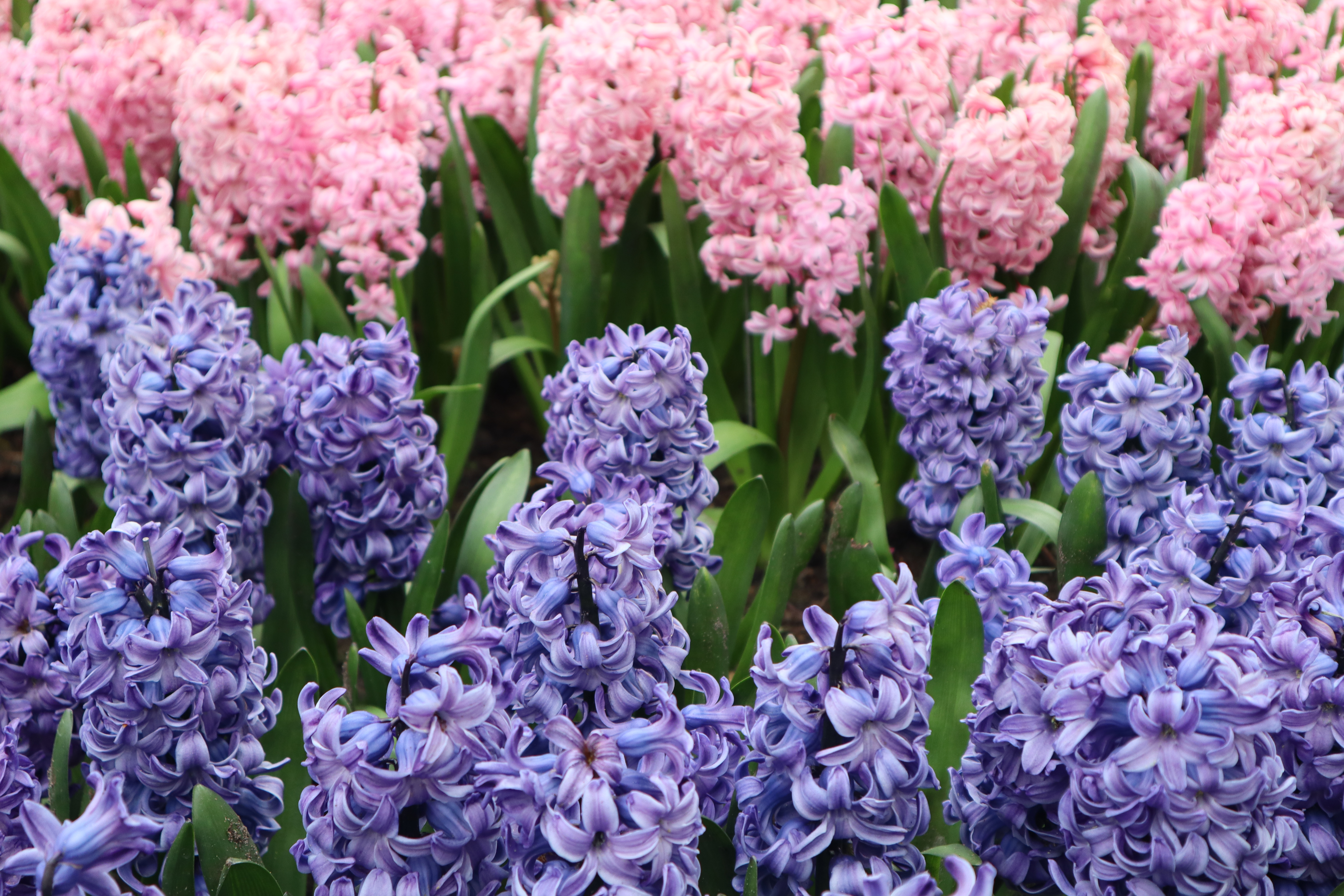 how do i store hyacinth bulbs for next year