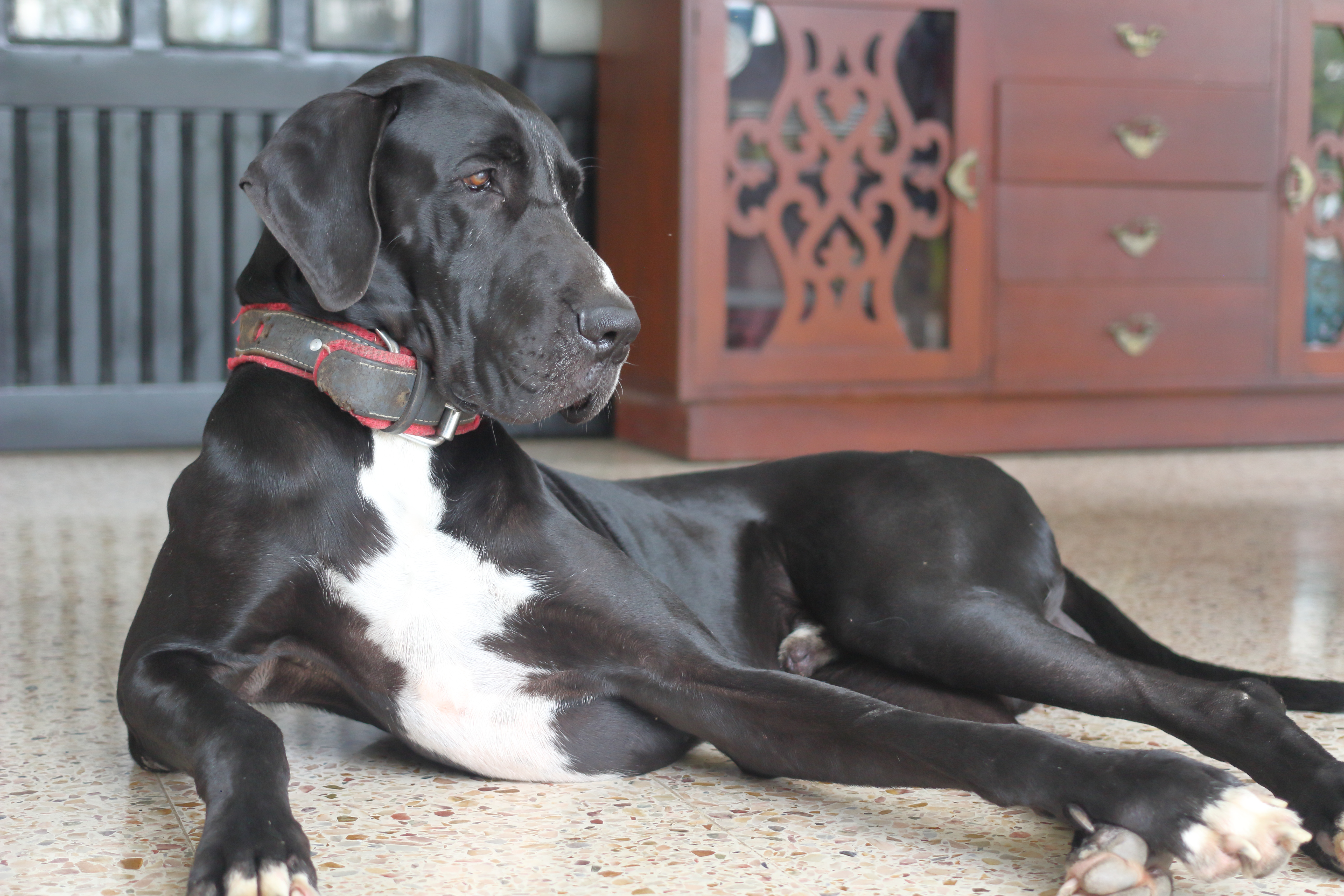 why does my great dane have dandruff