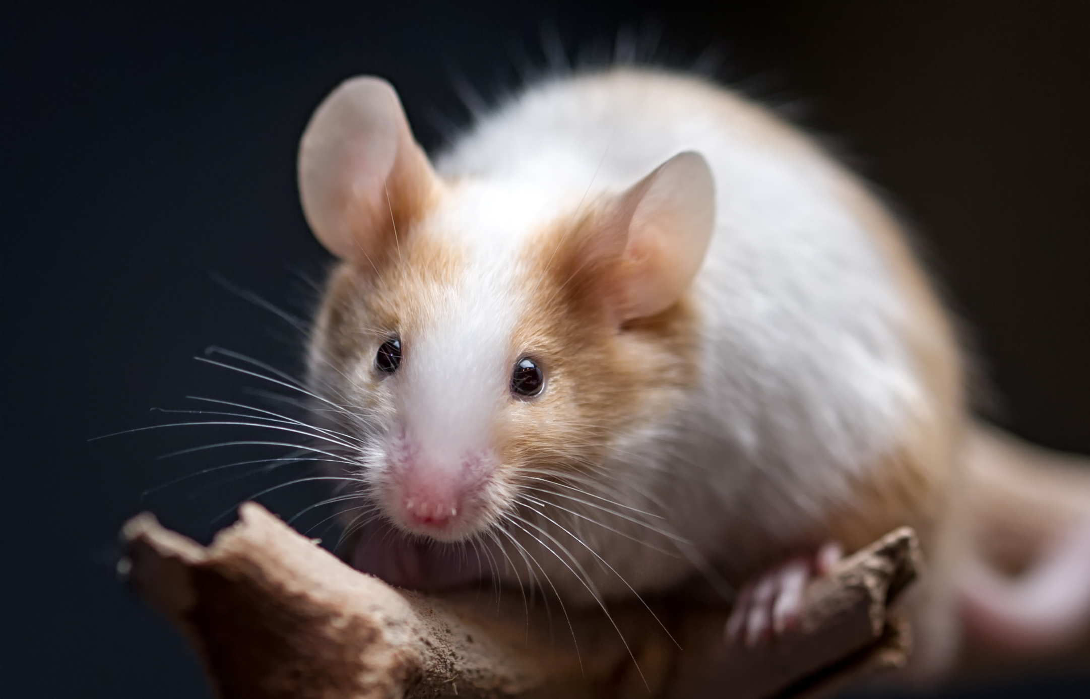 can dogs get hantavirus from mice