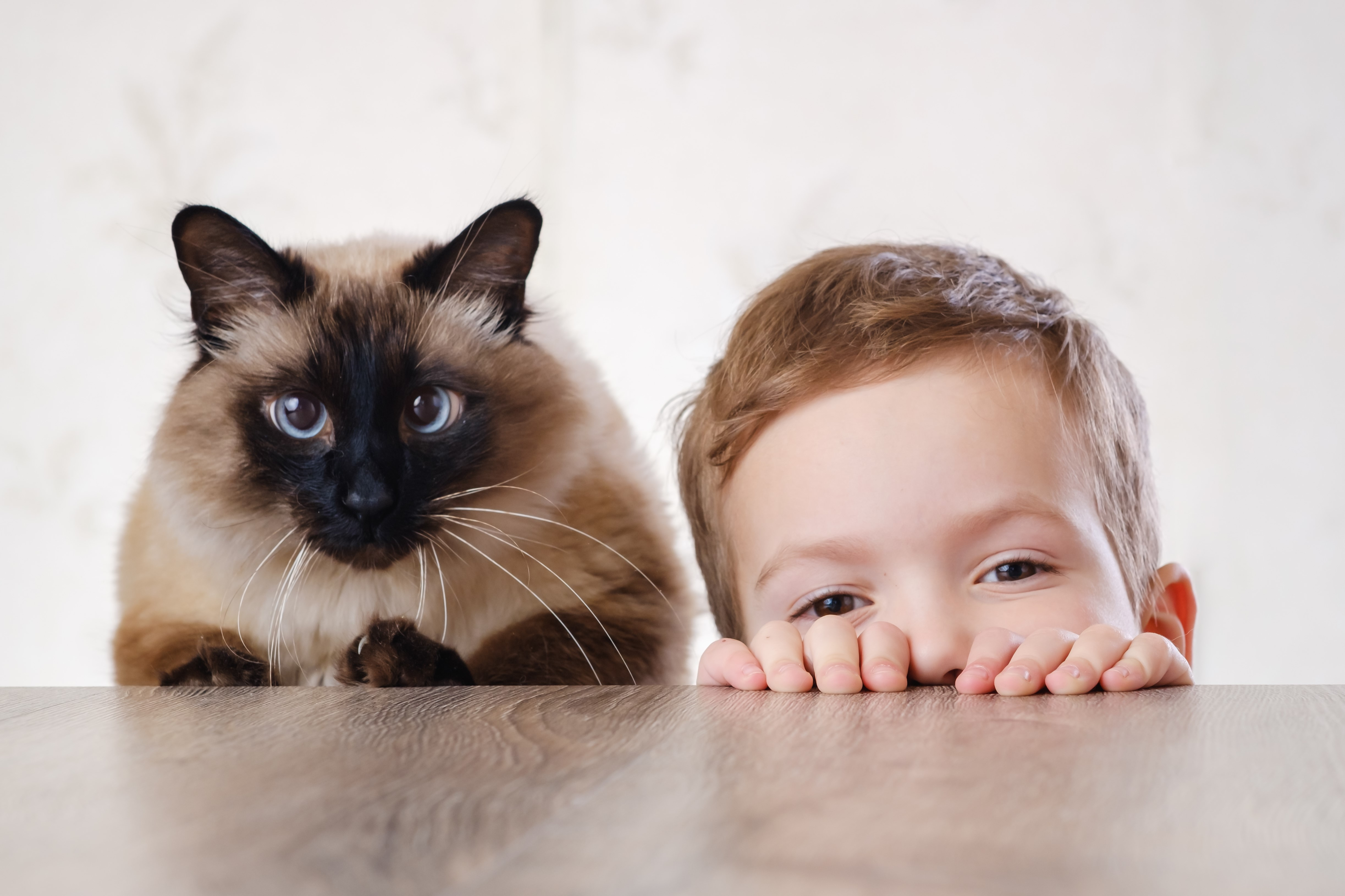What "Type" of Cat is Best to Have Around Kids?