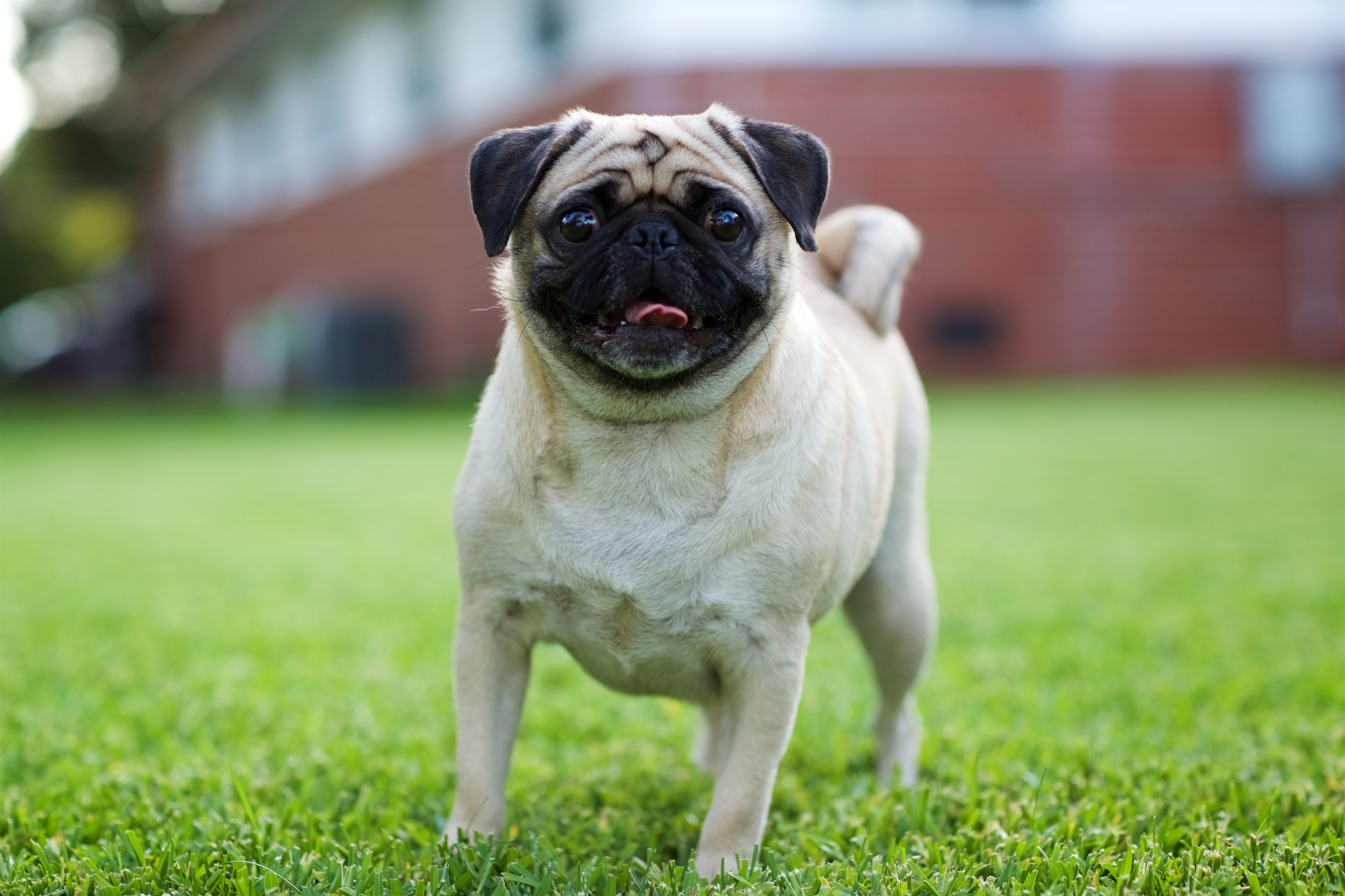 how can you tell if your pug is pregnant