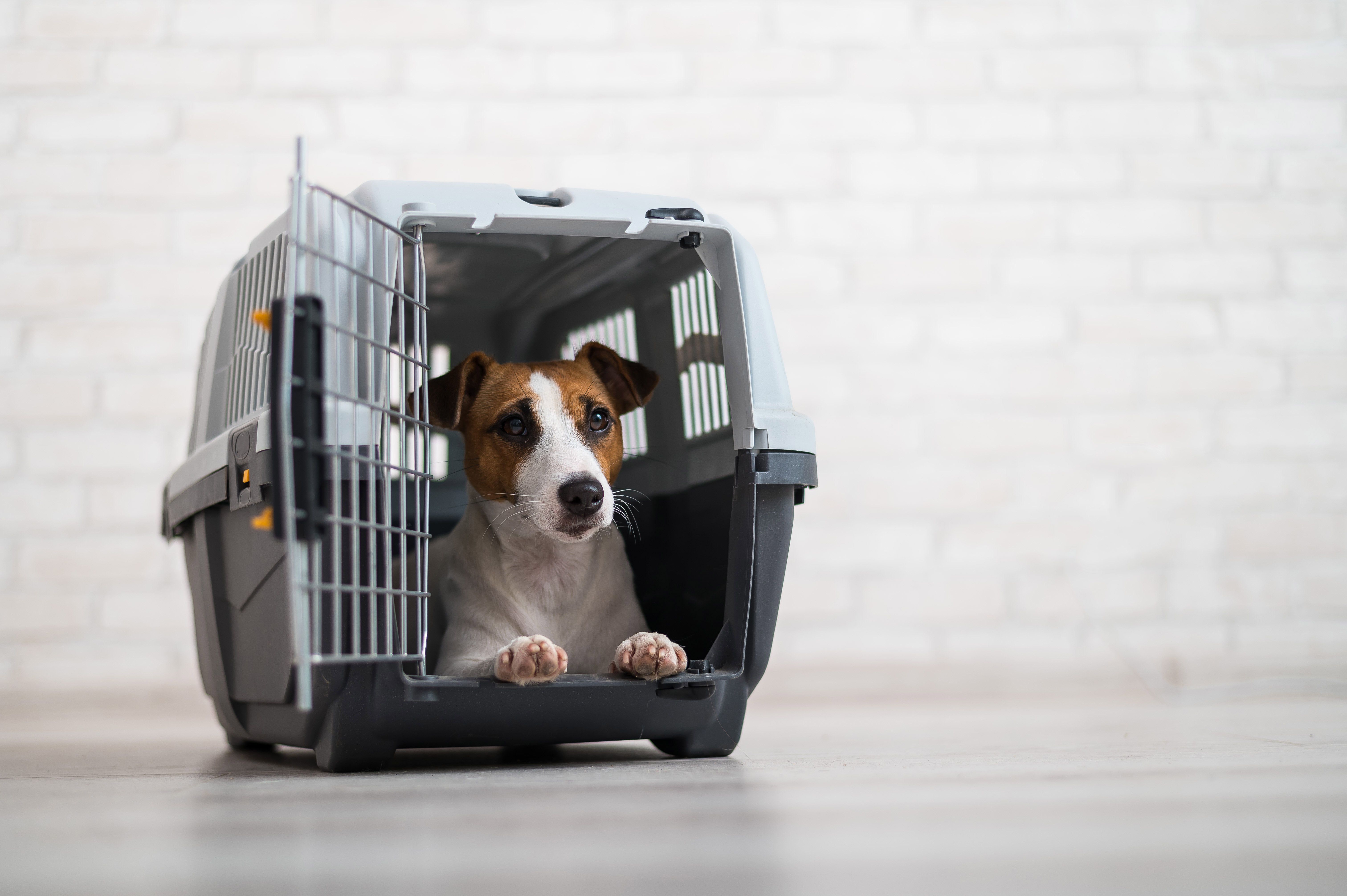 how much does it cost to send a dog on an airplane