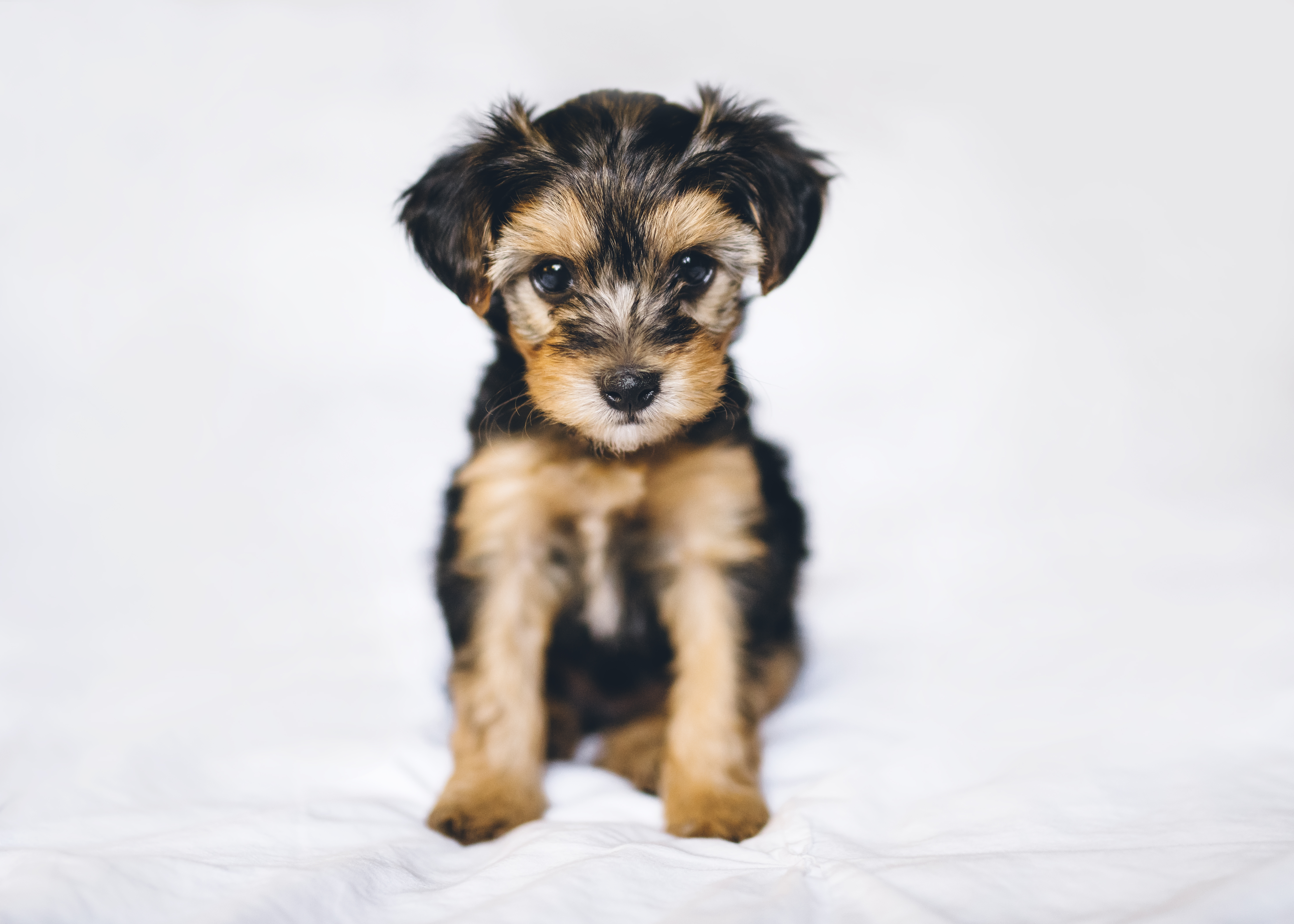 Cuanto cuesta un yorkshire terrier en españa