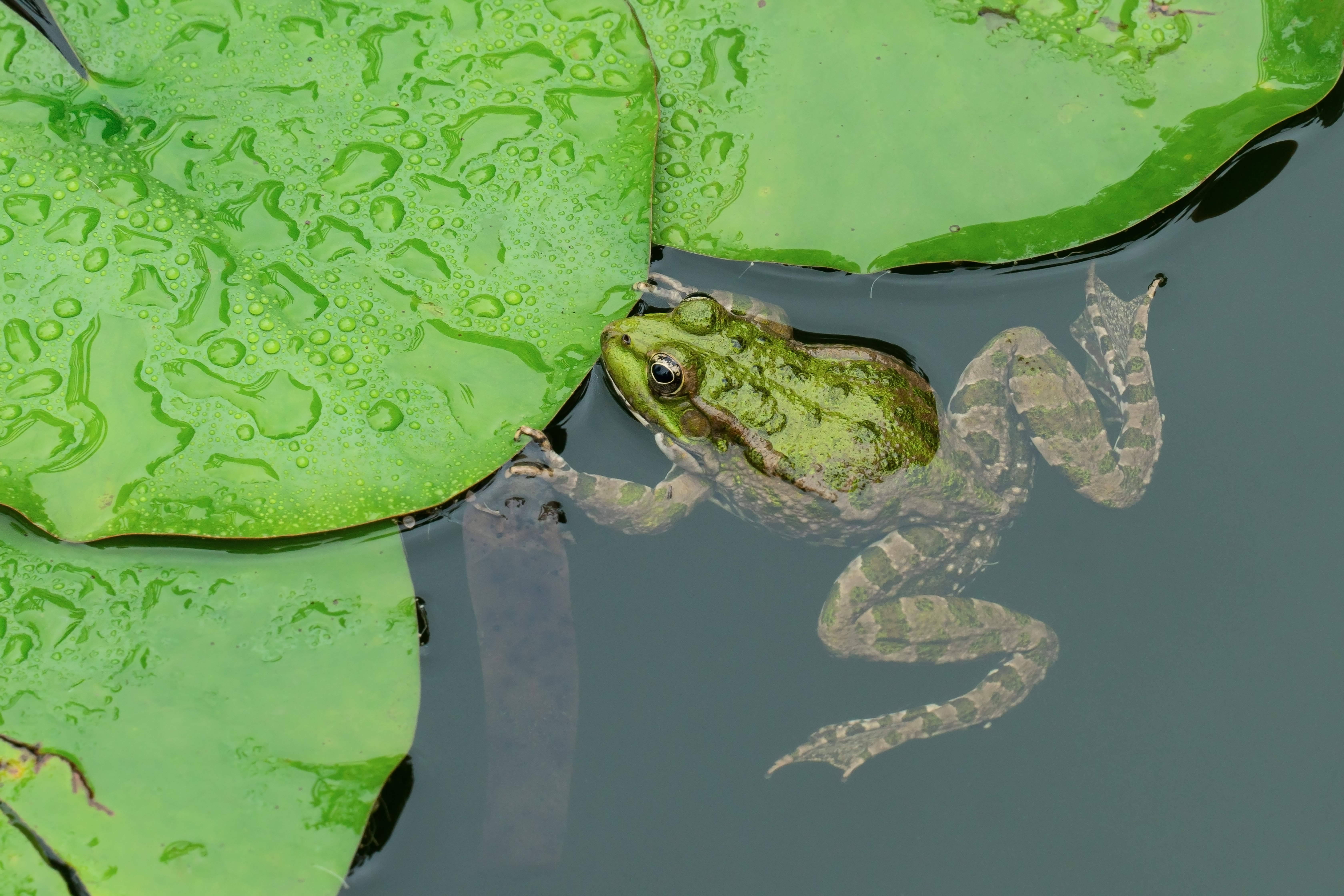 are toads bad for dogs