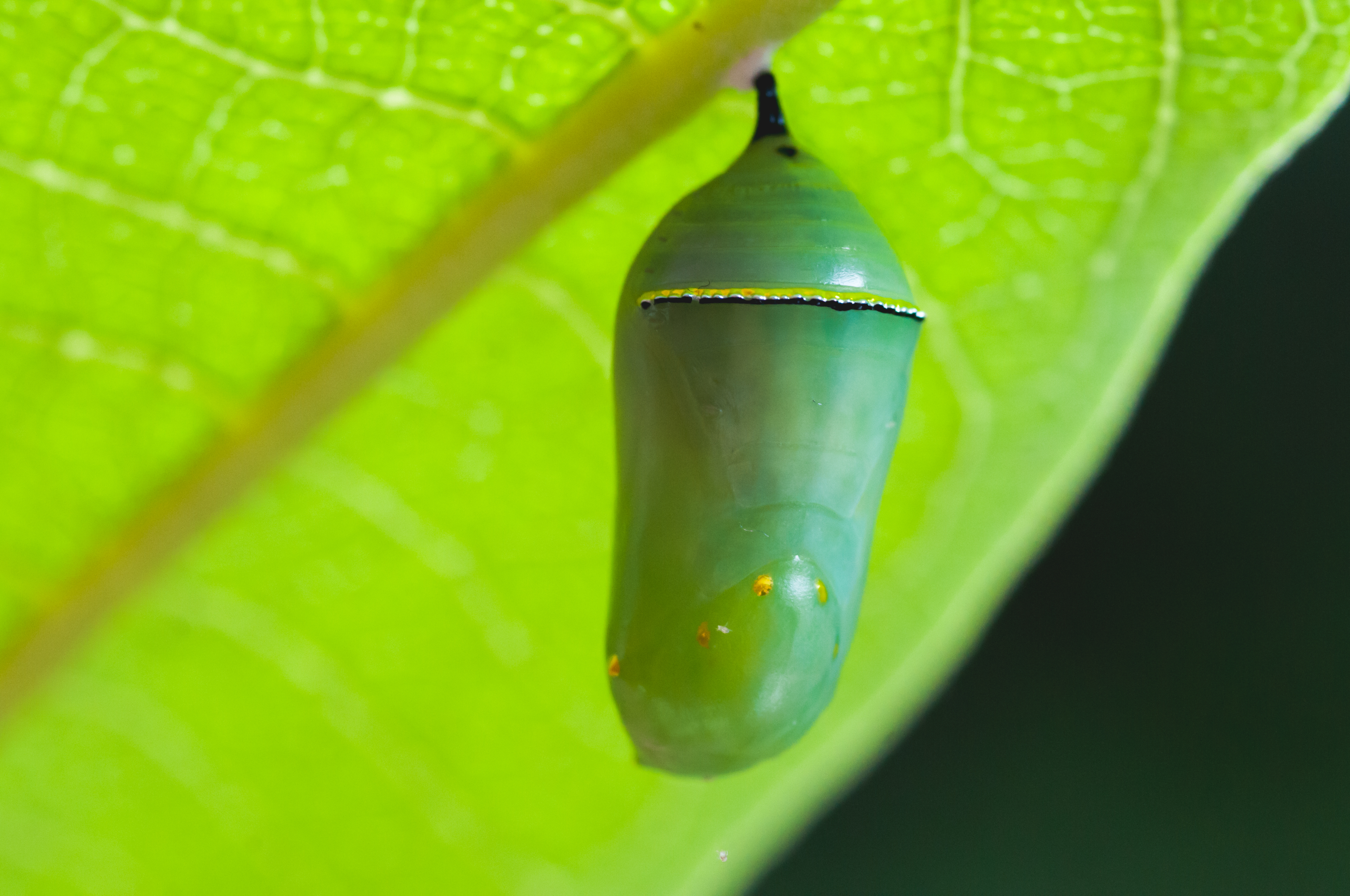 How to Help a Butterfly Out of Cocoon Sciencing