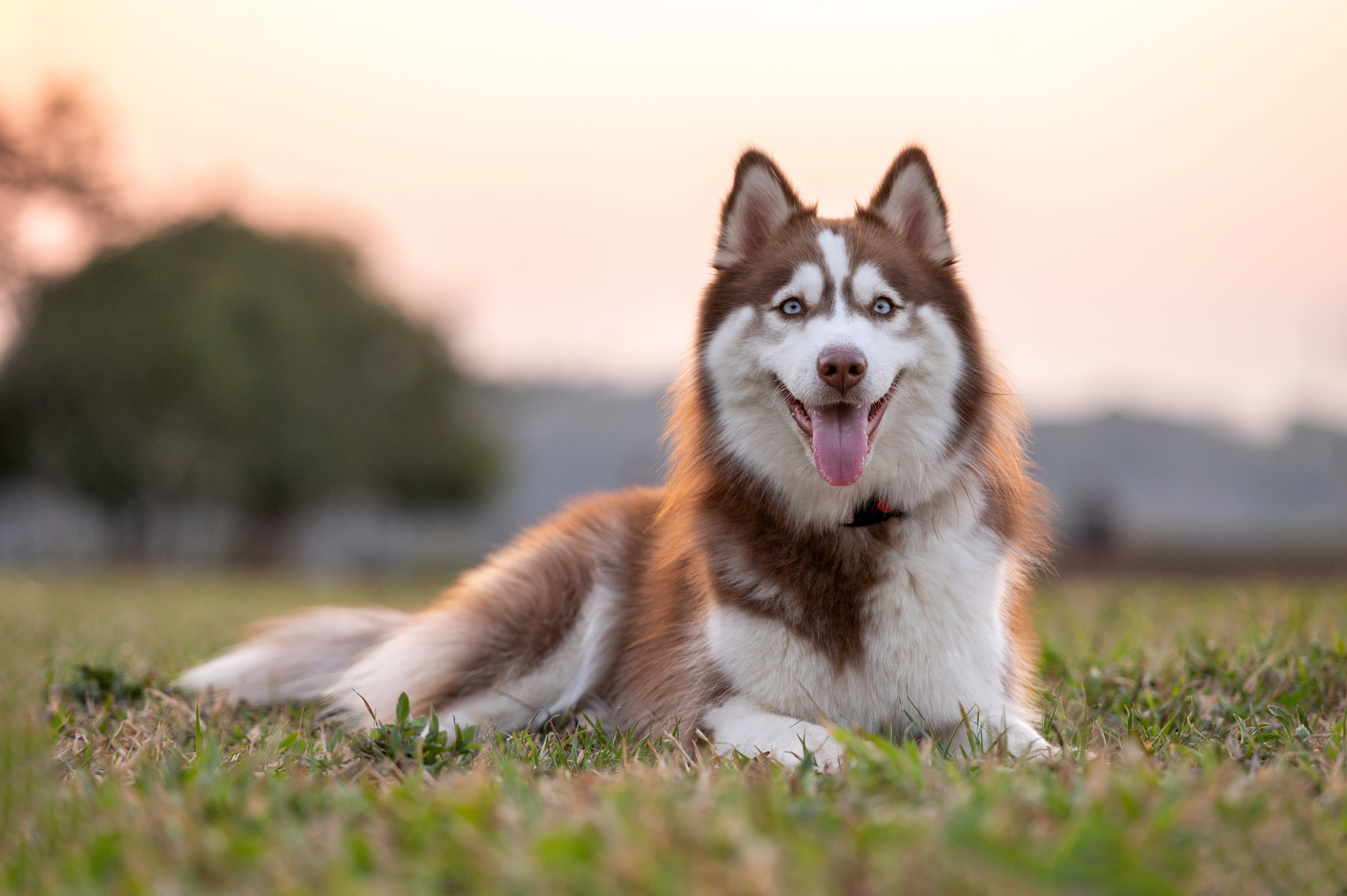 all about dogs what do wild siberian huskies eat