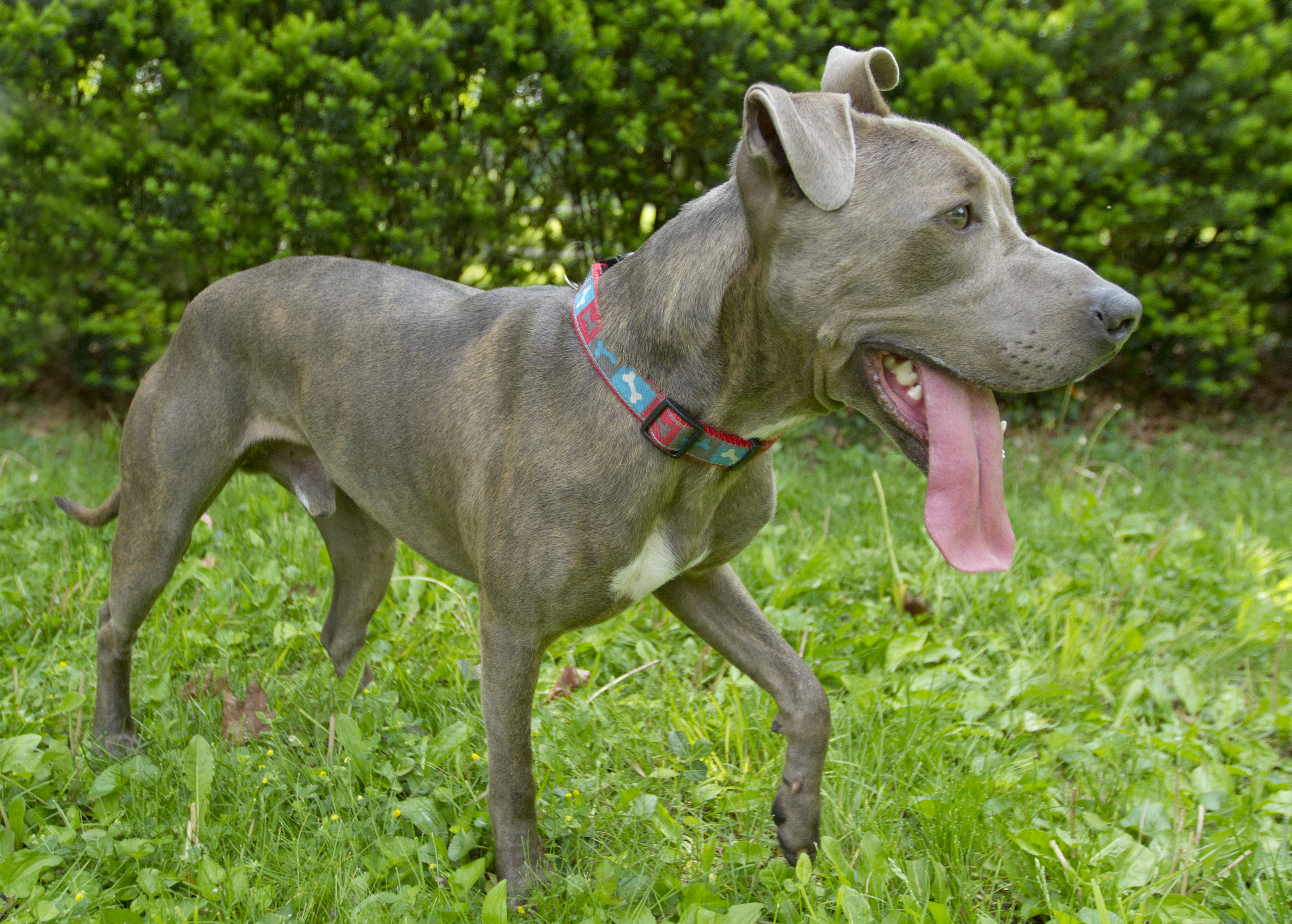 What Is the Difference Between Pit Bull and a Blue-Nose Pit Bull? Cuteness