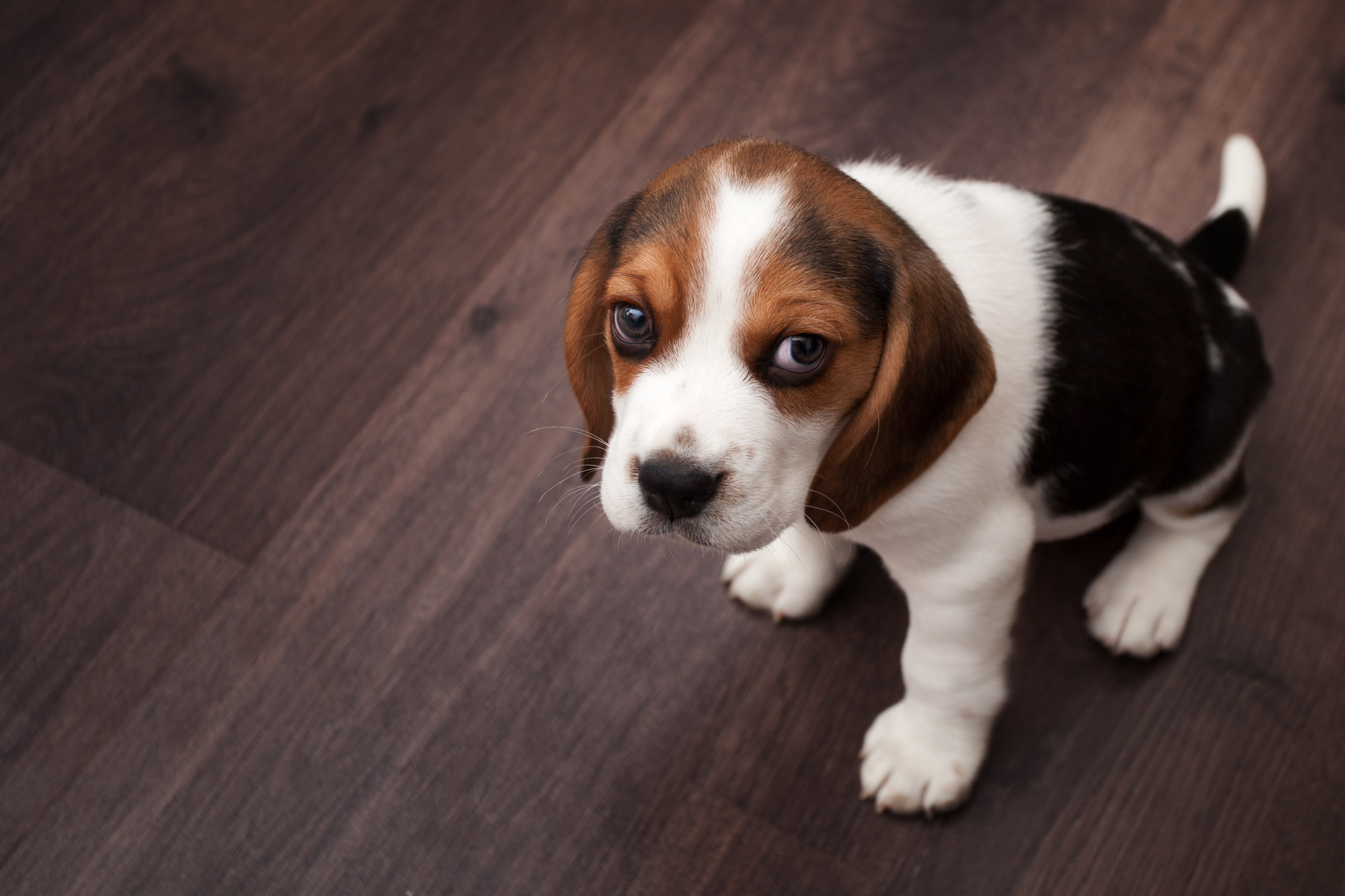 how do you clean dog diarrhea off the floor