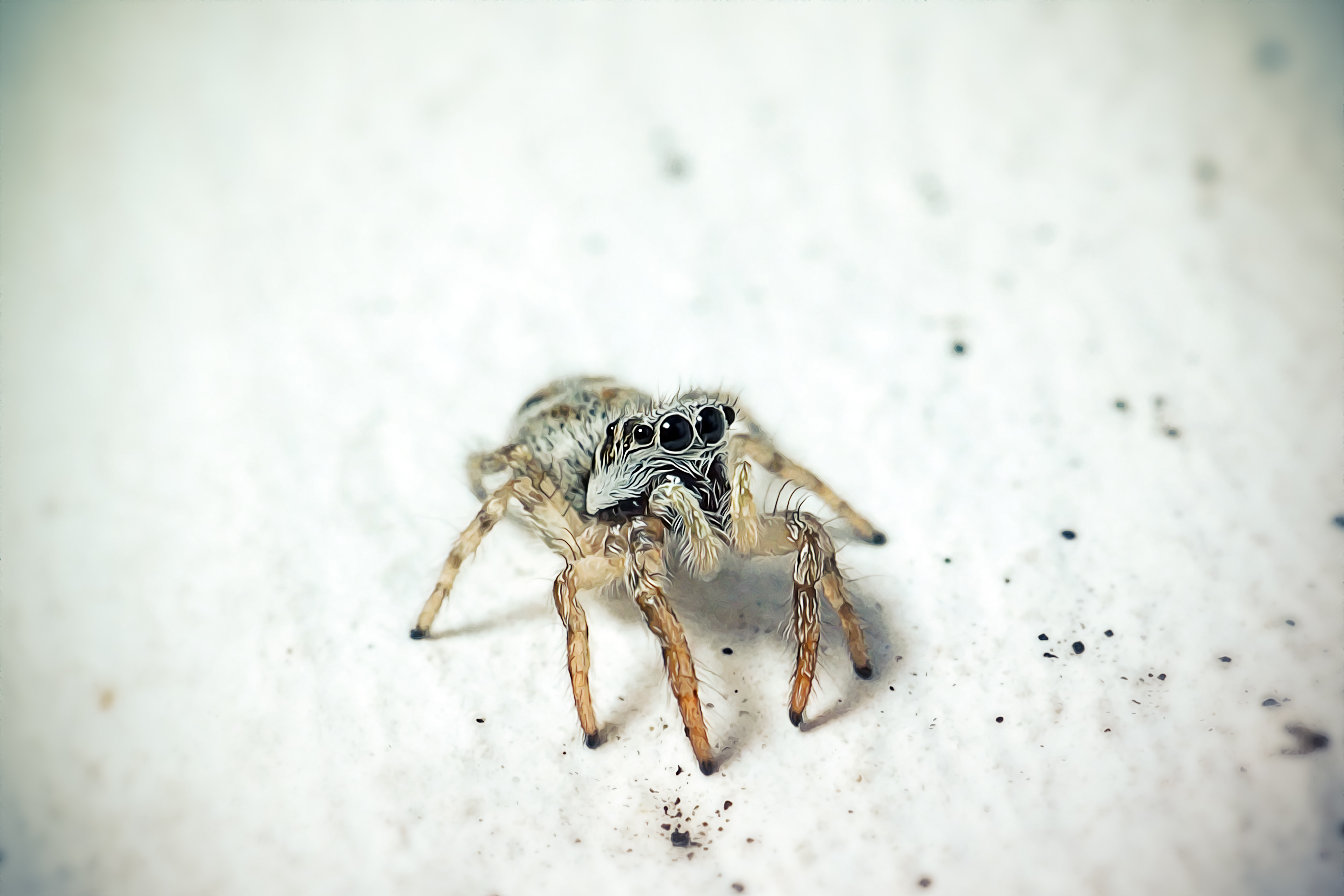 Common House Spider (+babies)