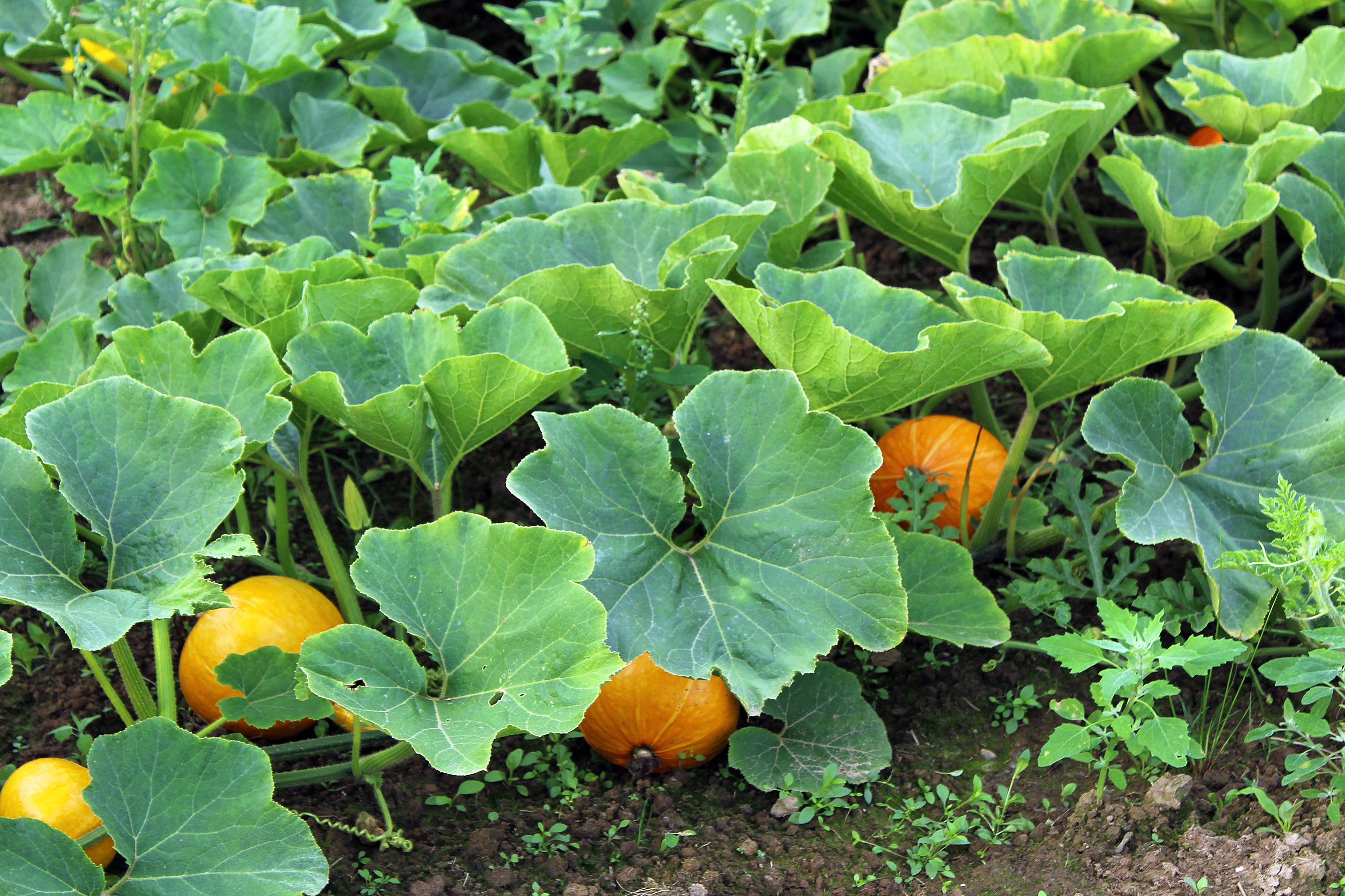 What Is A Pumpkin Tree Plant Ehow