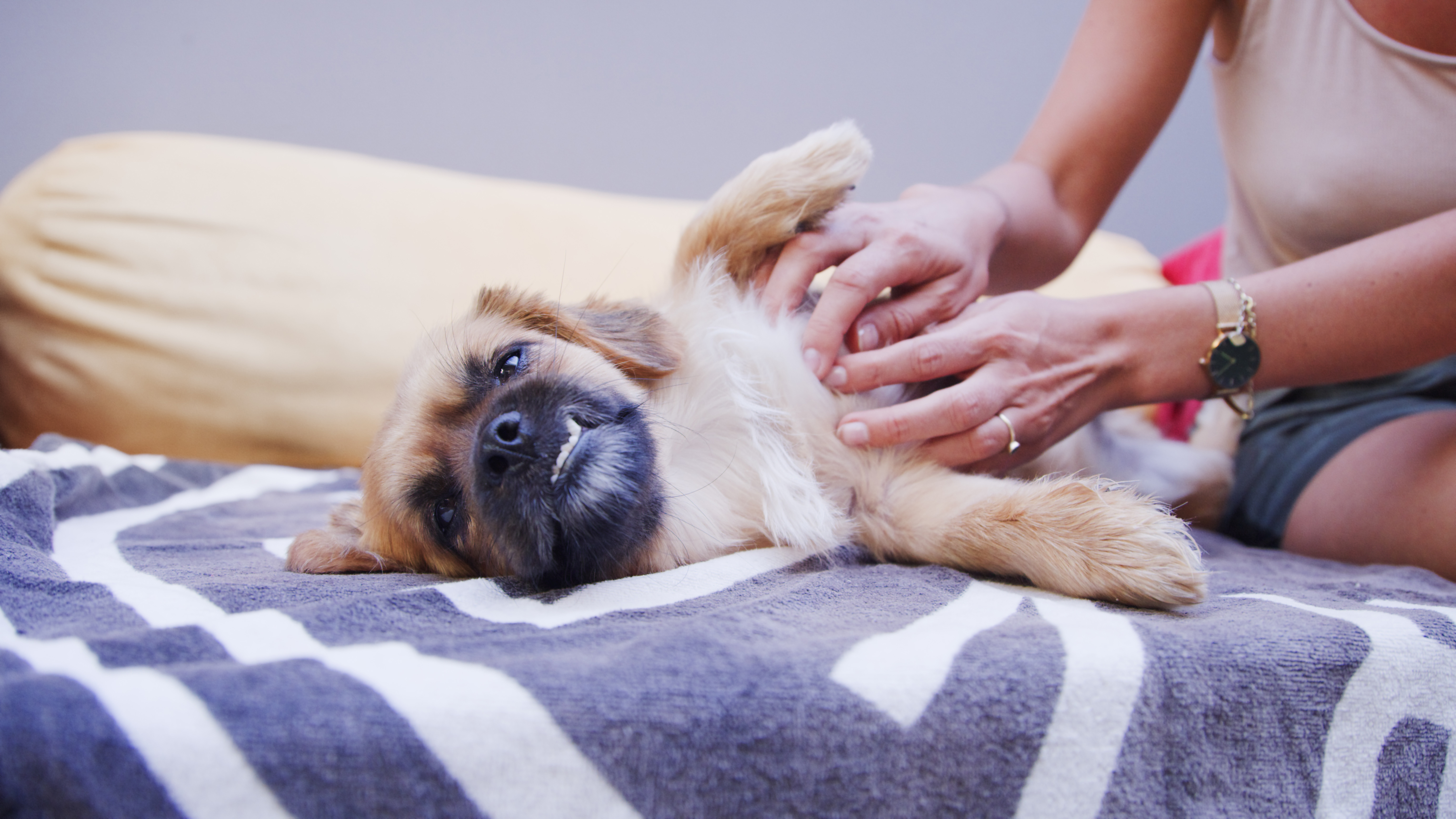 how do you find a ticklish spot on a dog