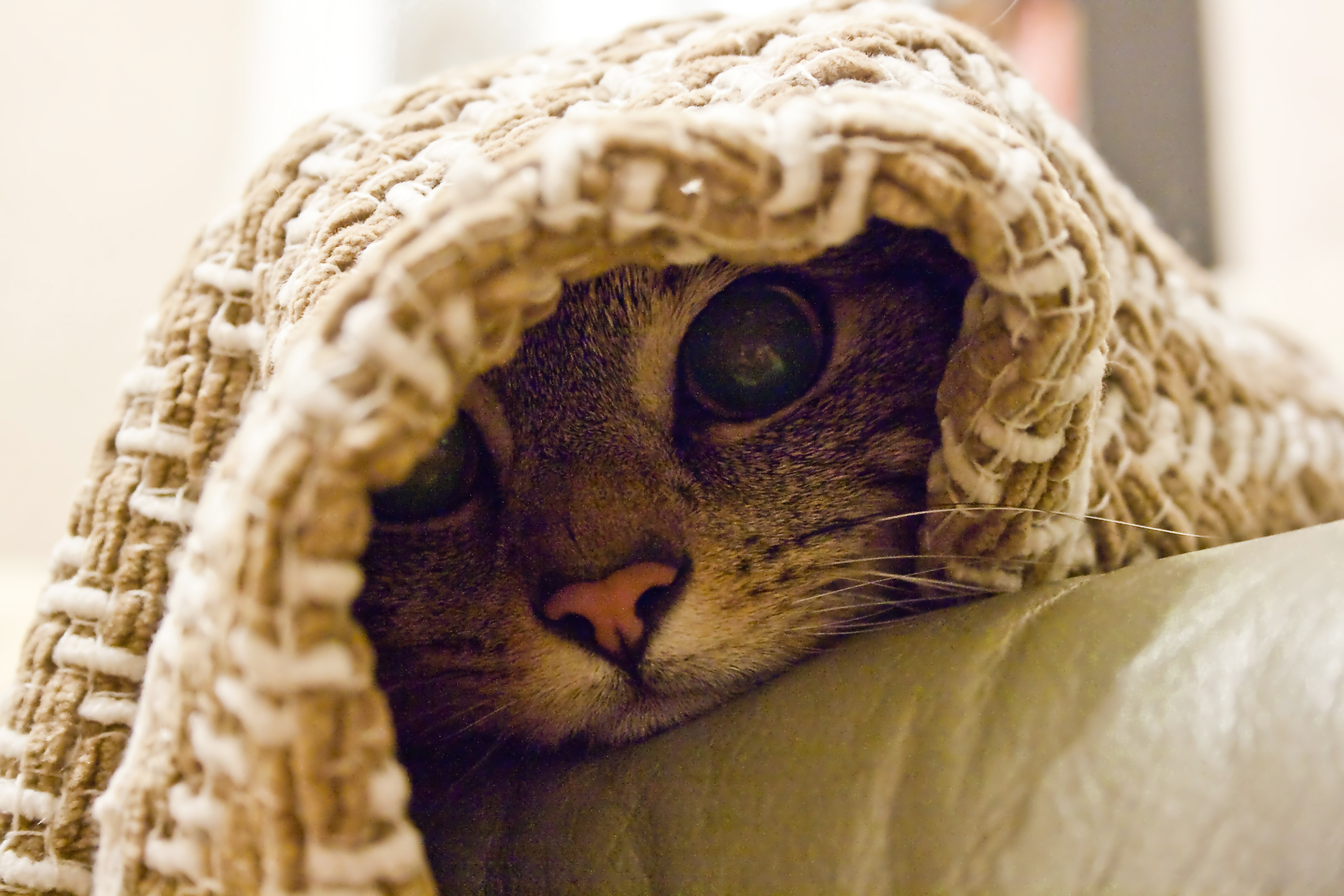 Кот в полотенце. Кот под одеялом. Кот в одеяле. Кот укутался в плед. Кот из под одеяла.