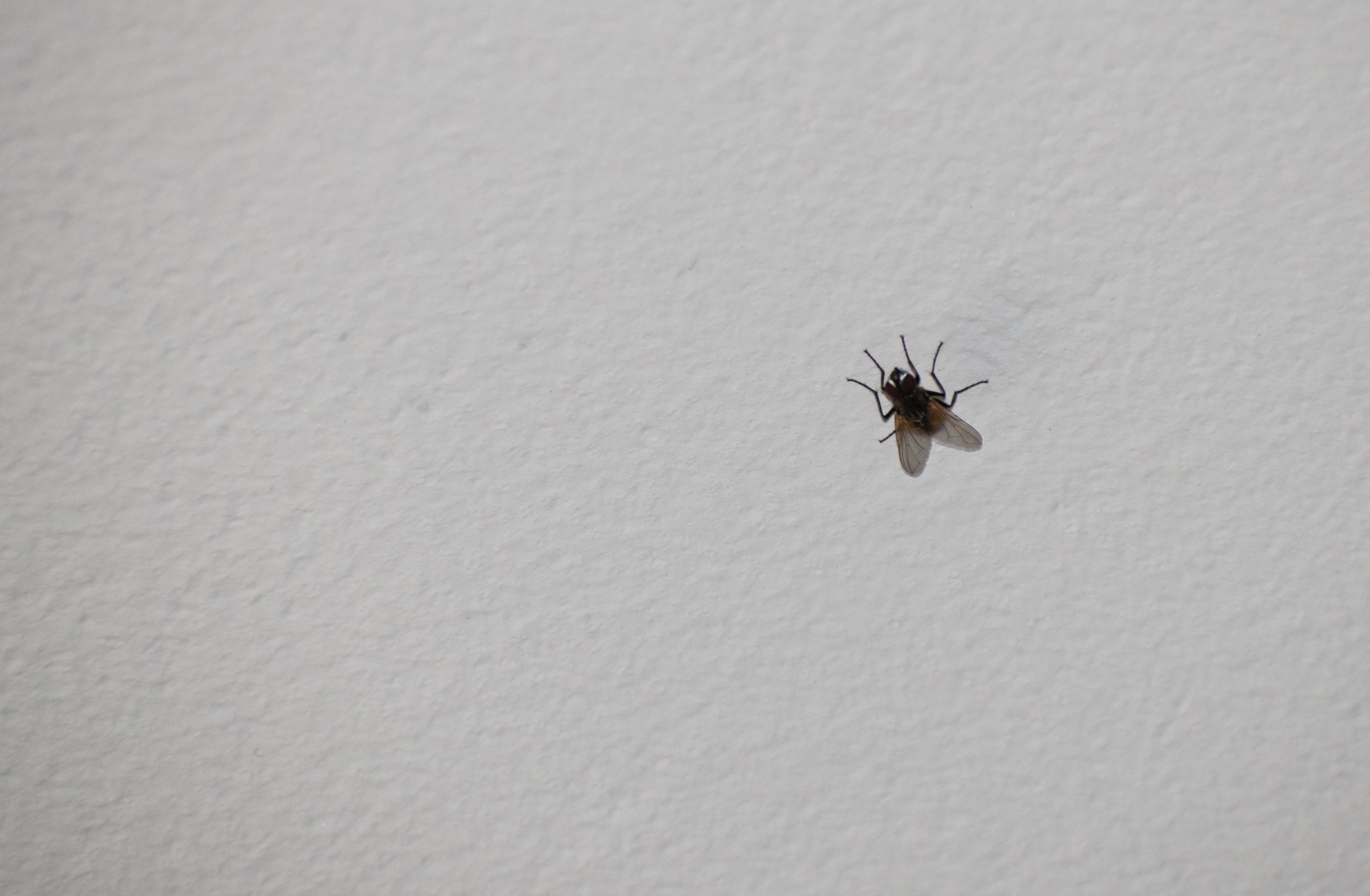 tiny round black bugs in house near window