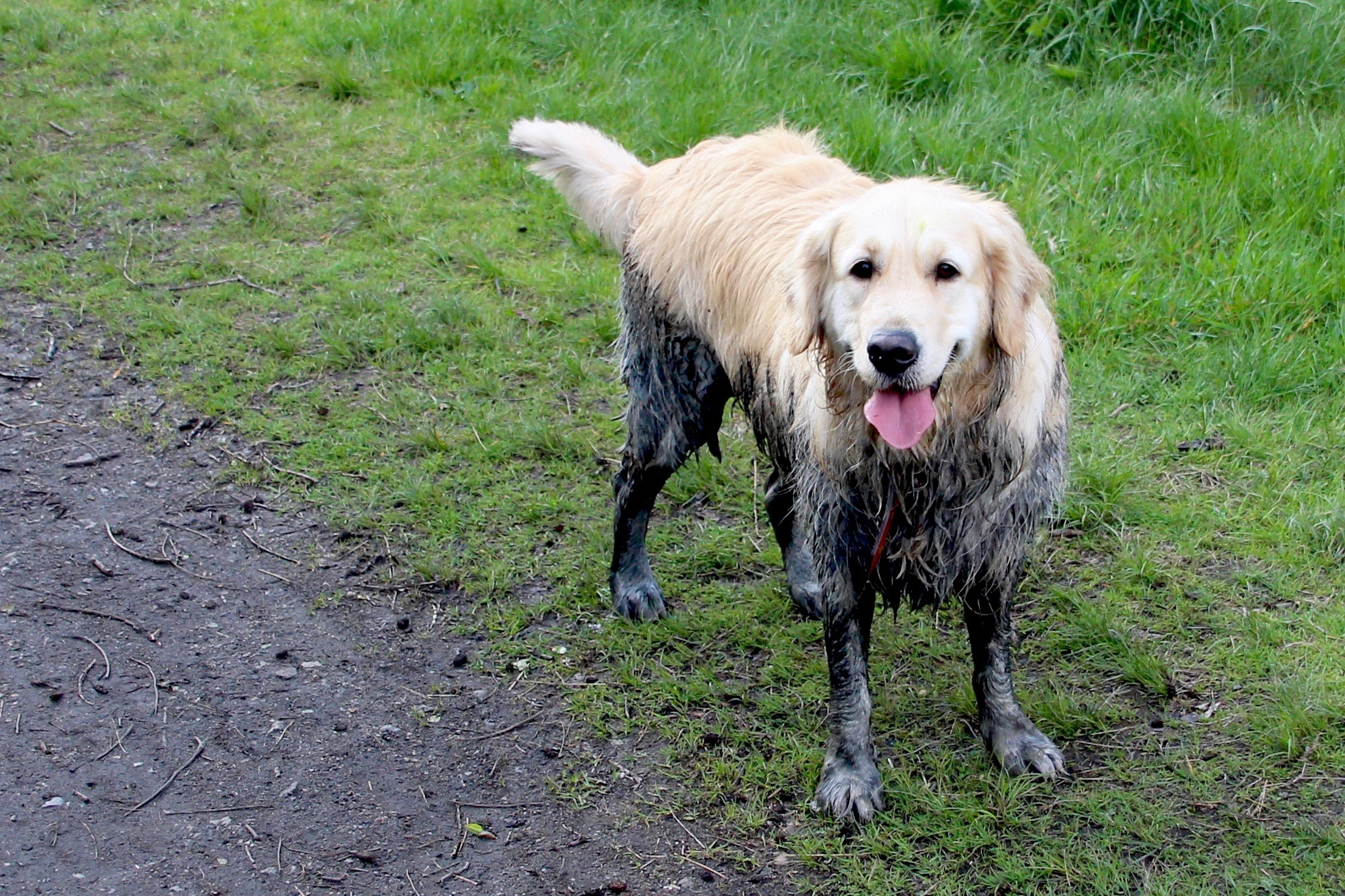 how to keep dogs from bringing in mud