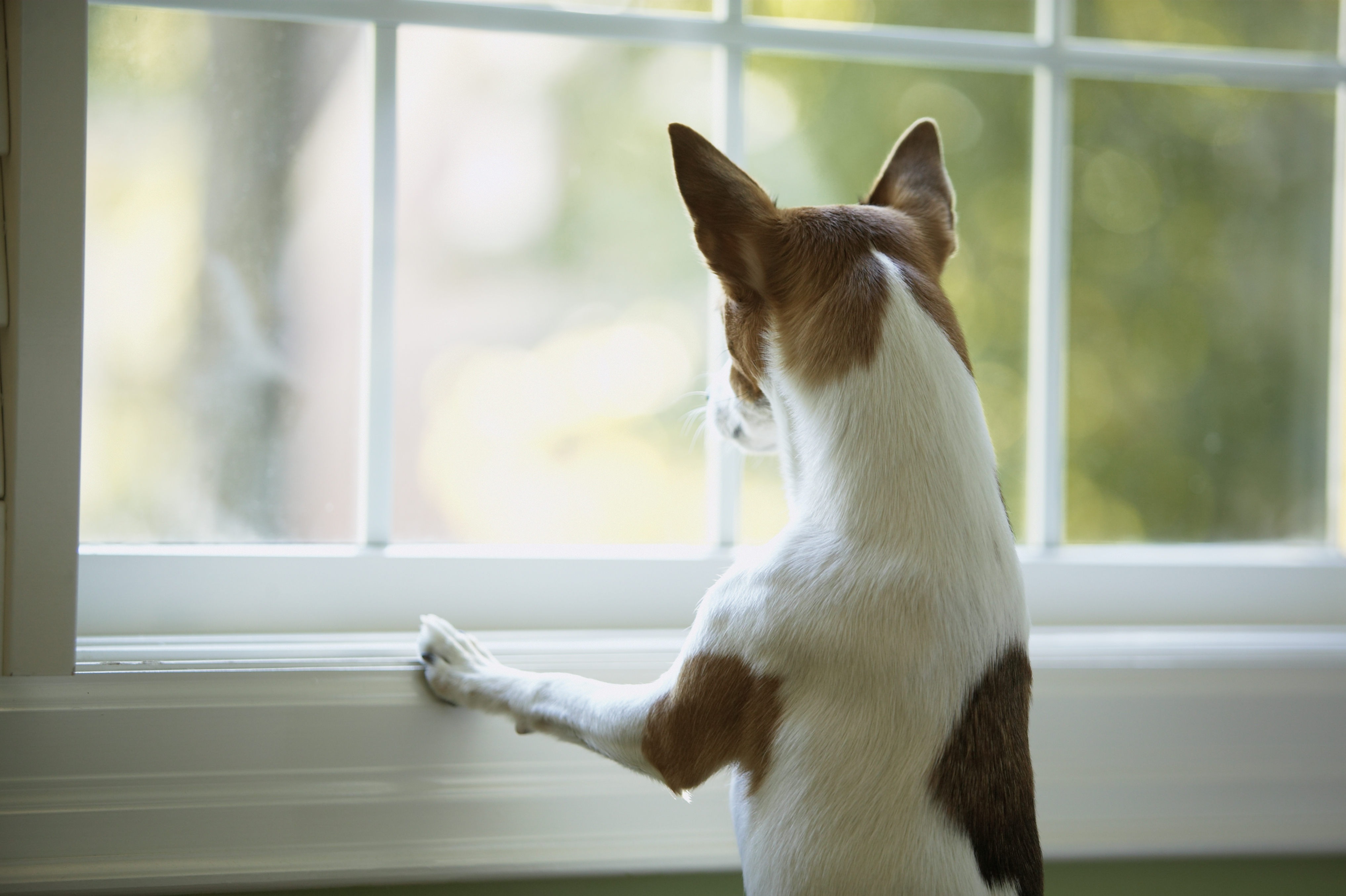 how do you fix a door that has been chewed by a dog