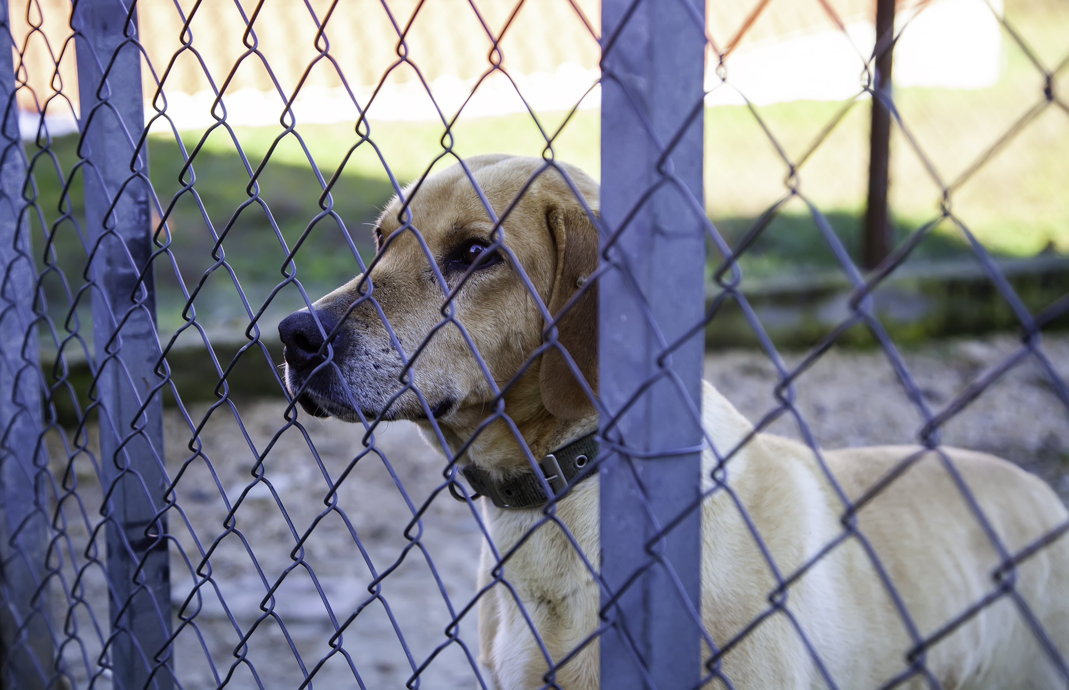 how to keep dogs from going under chain link fence