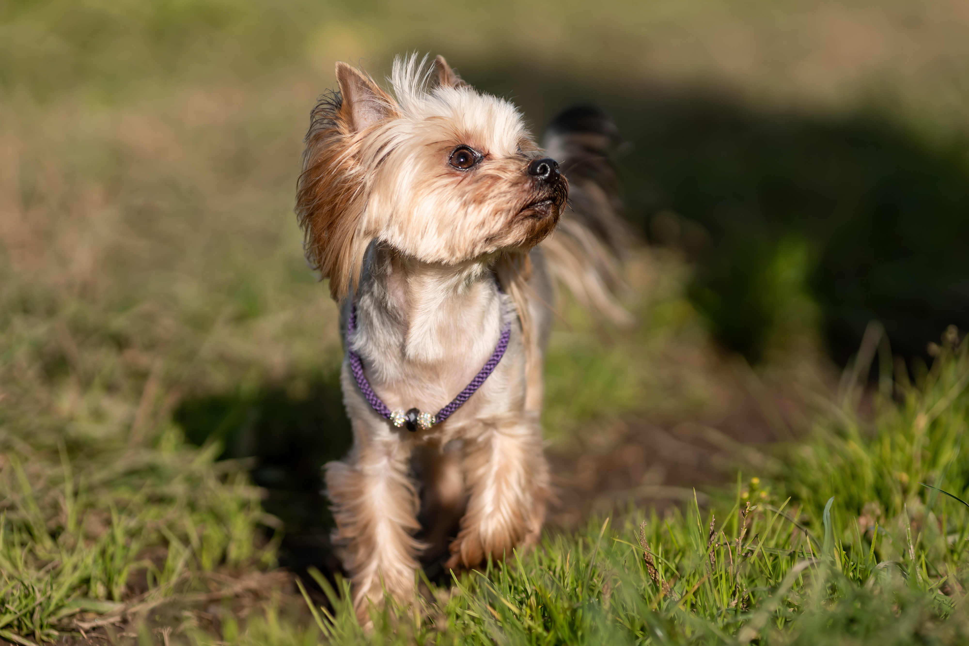 how old should a yorkie be for its first grooming