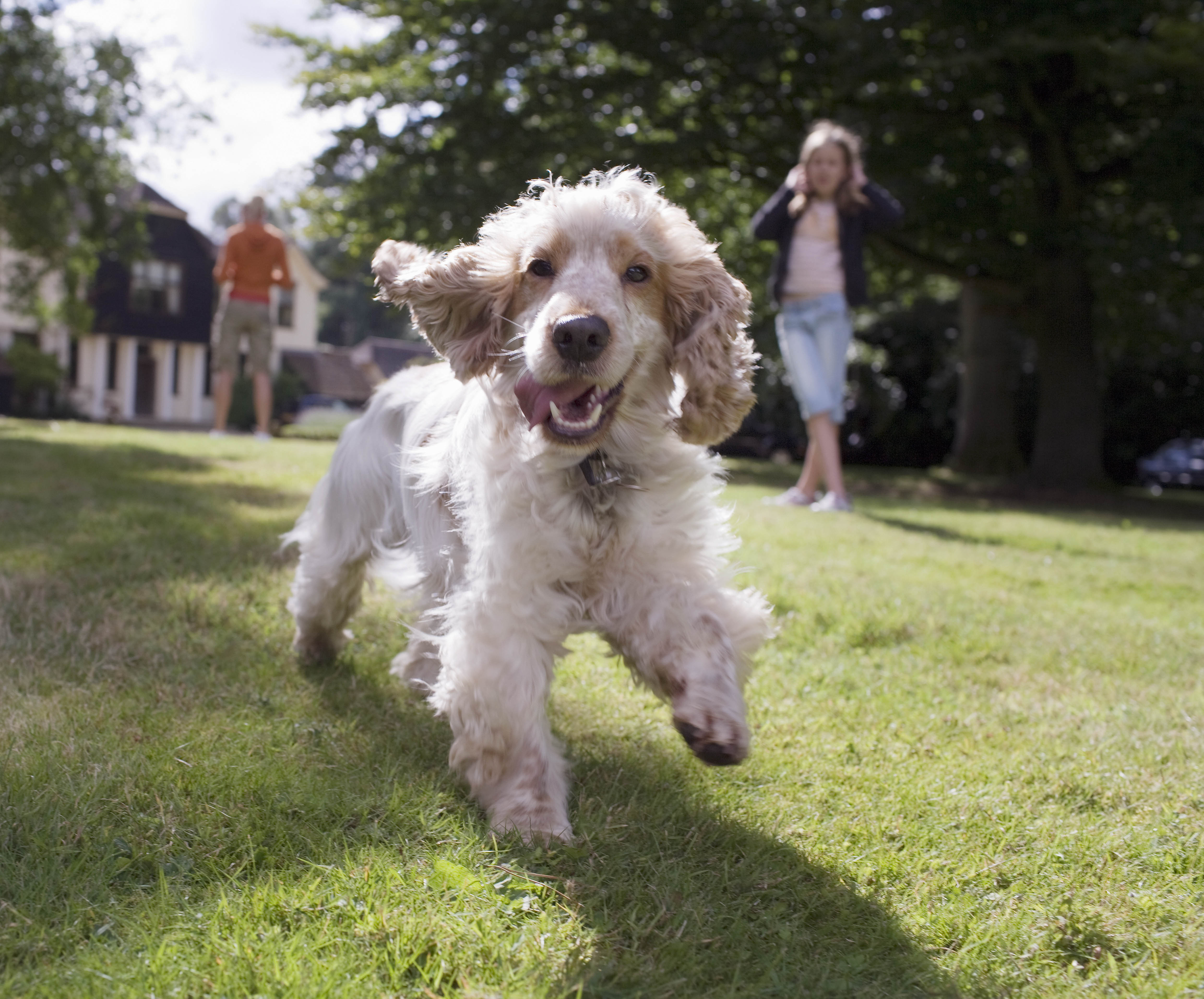 how do you build a dog run