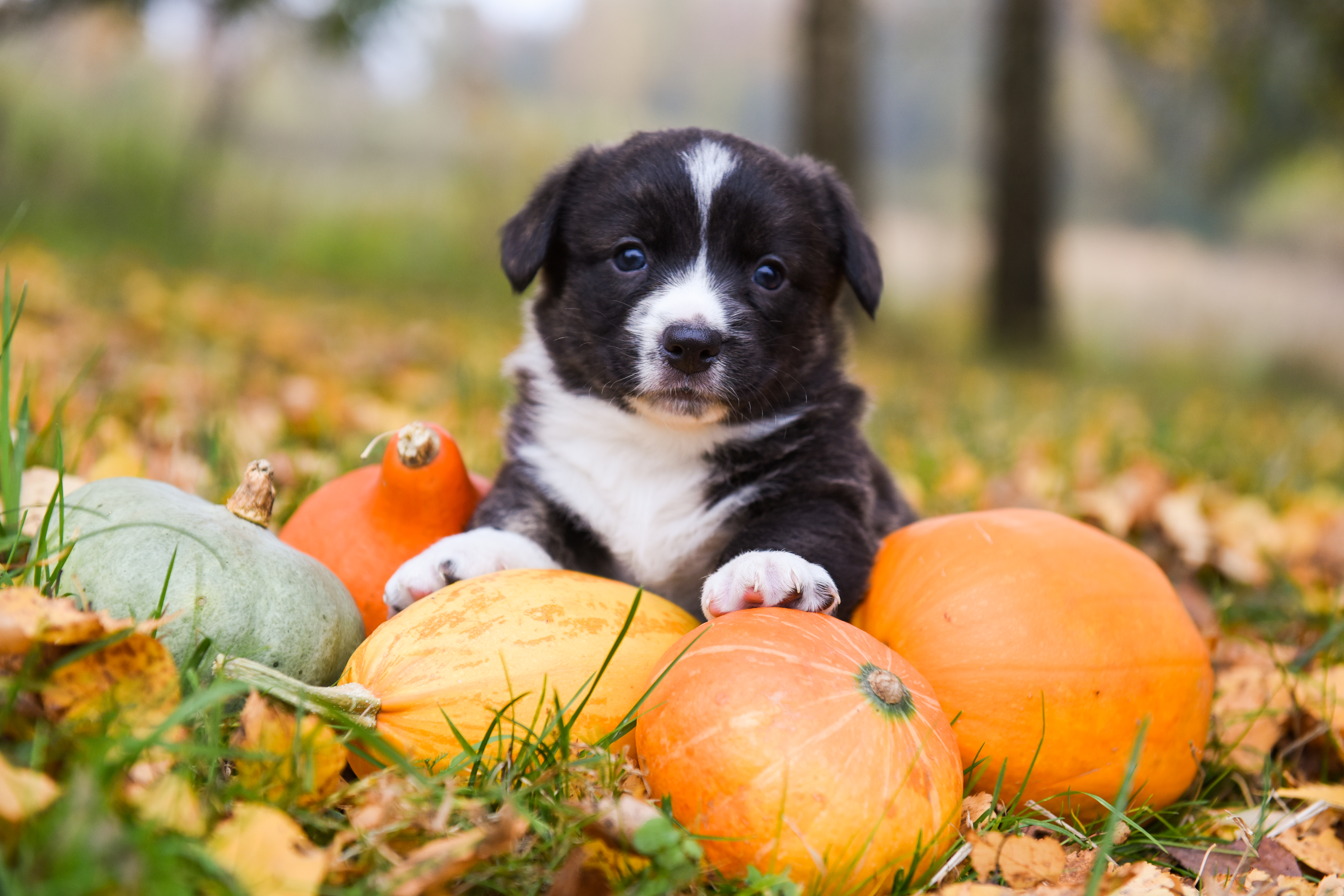 is pumpkin pie toxic to dogs