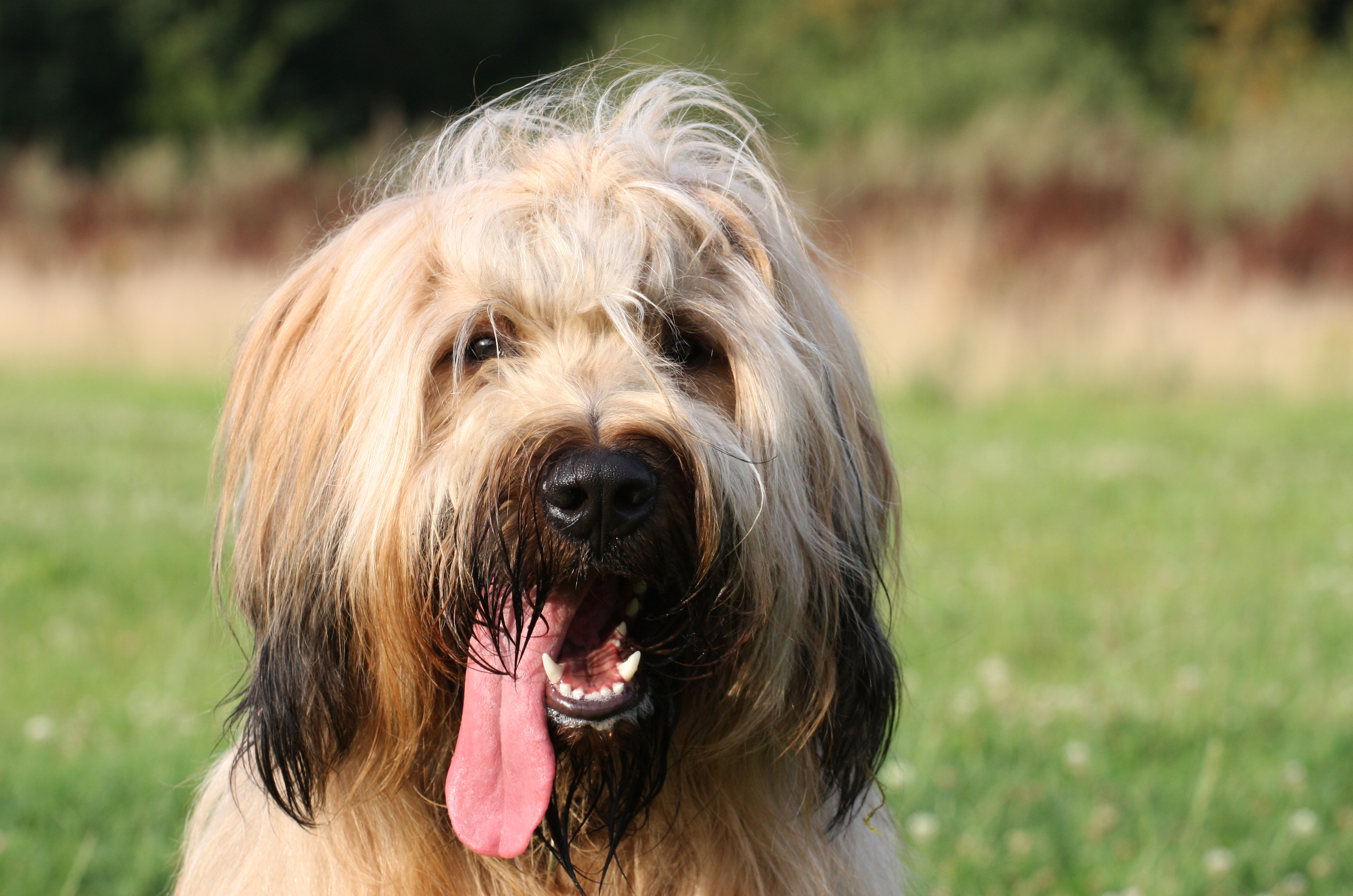 at what age is a briard full grown