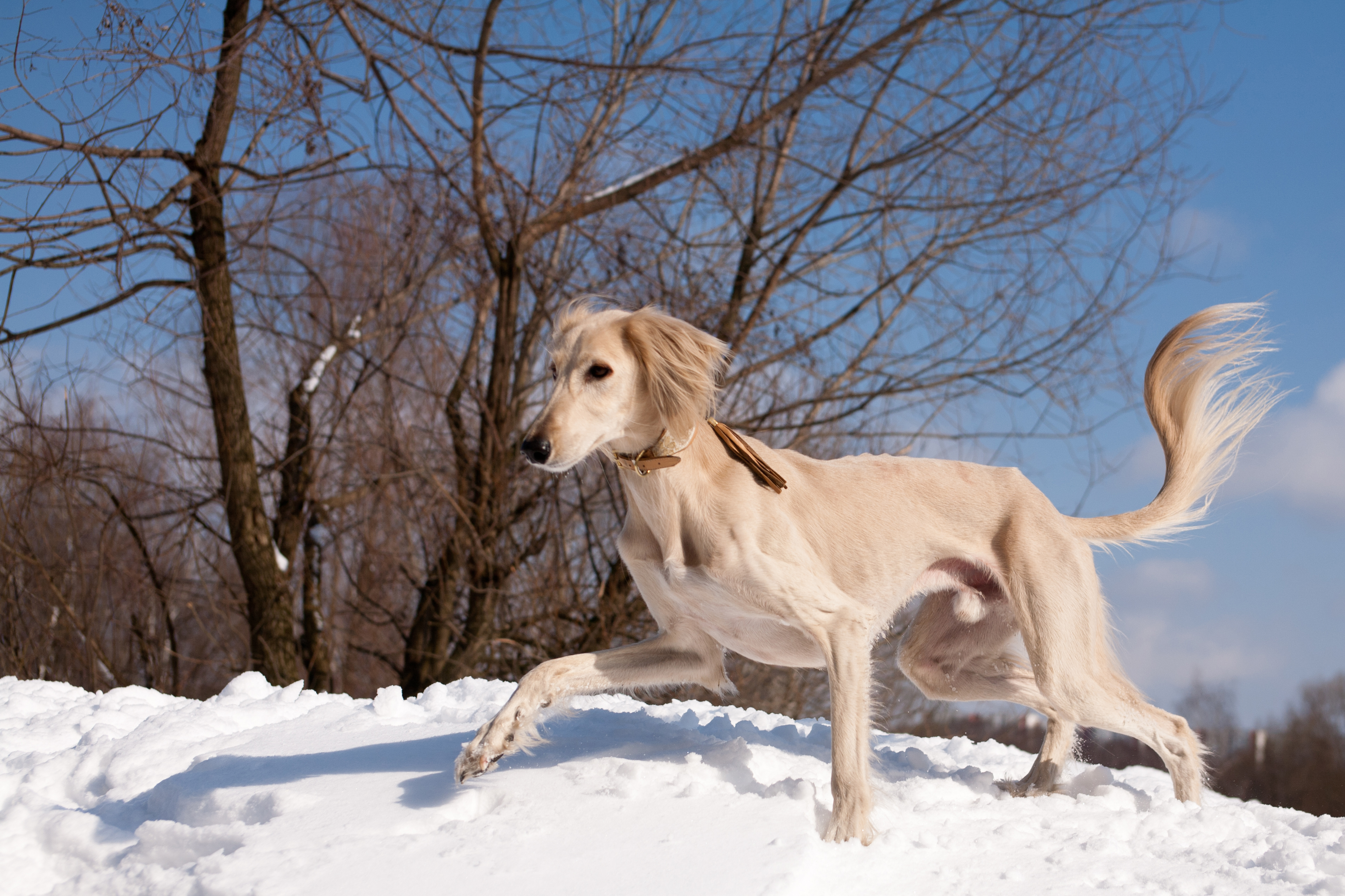 how-long-can-a-dog-be-outside-in-the-cold