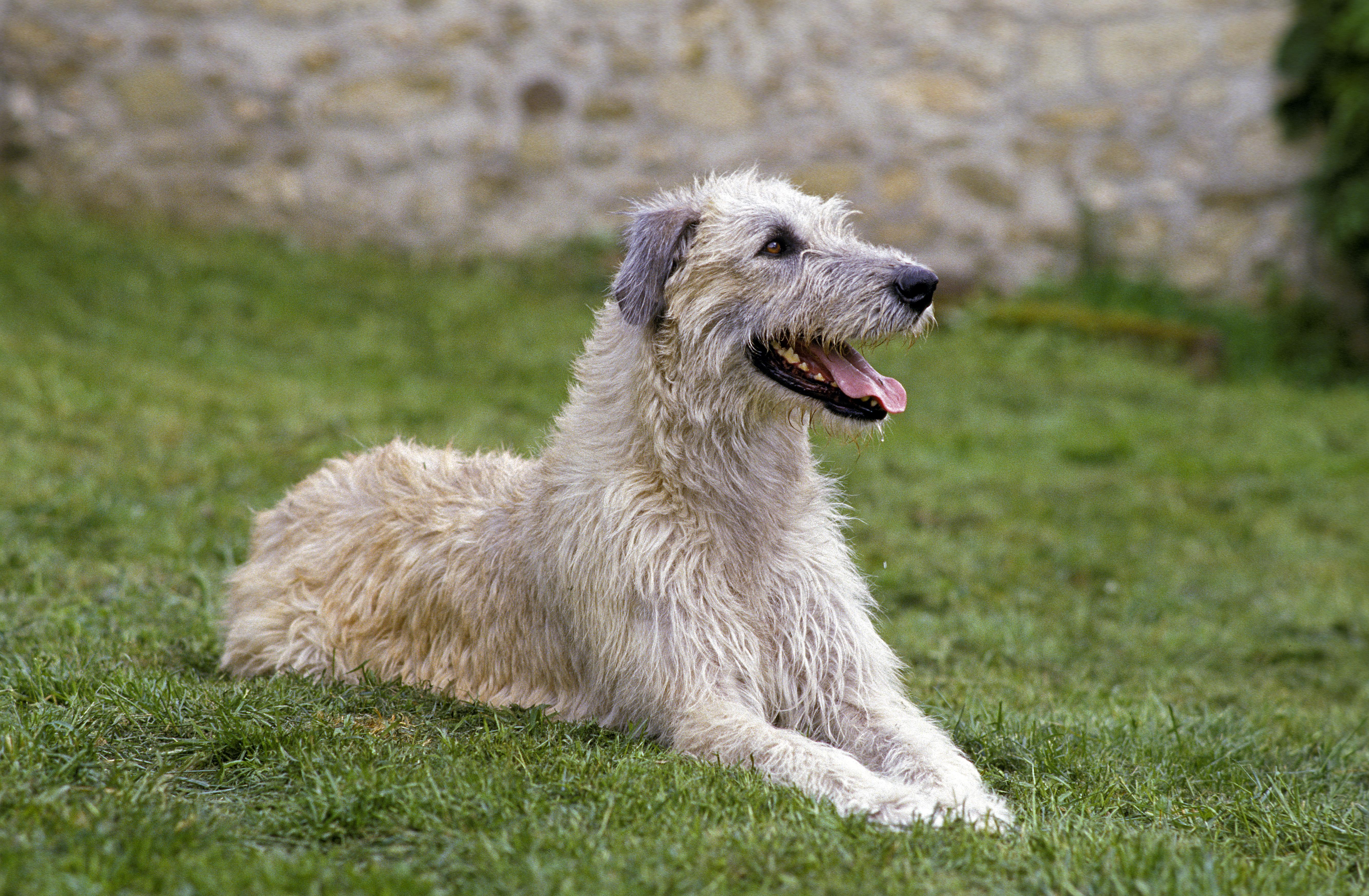 when does a irish wolfhound mature