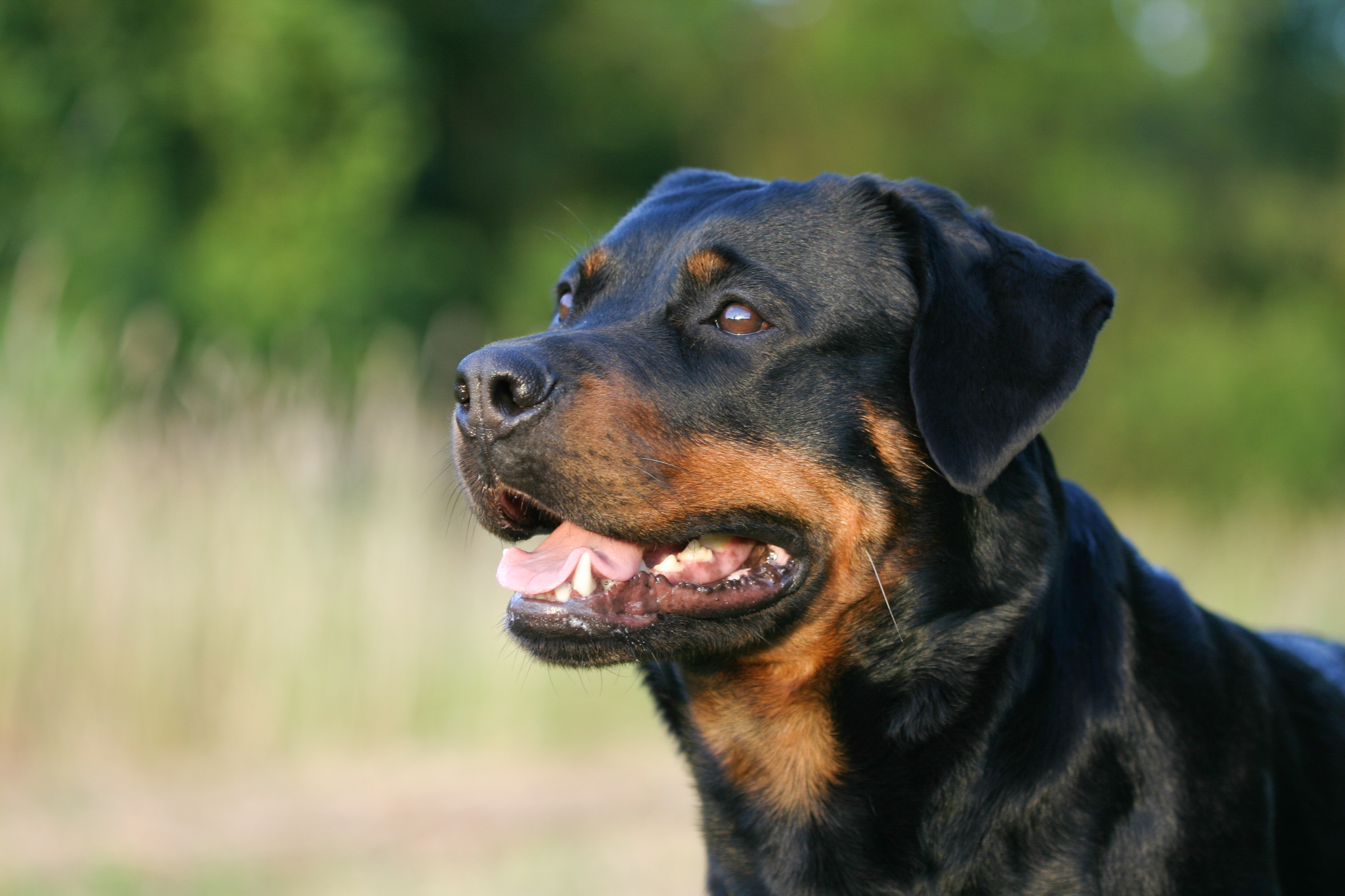at what age should i start training my rottweiler puppy