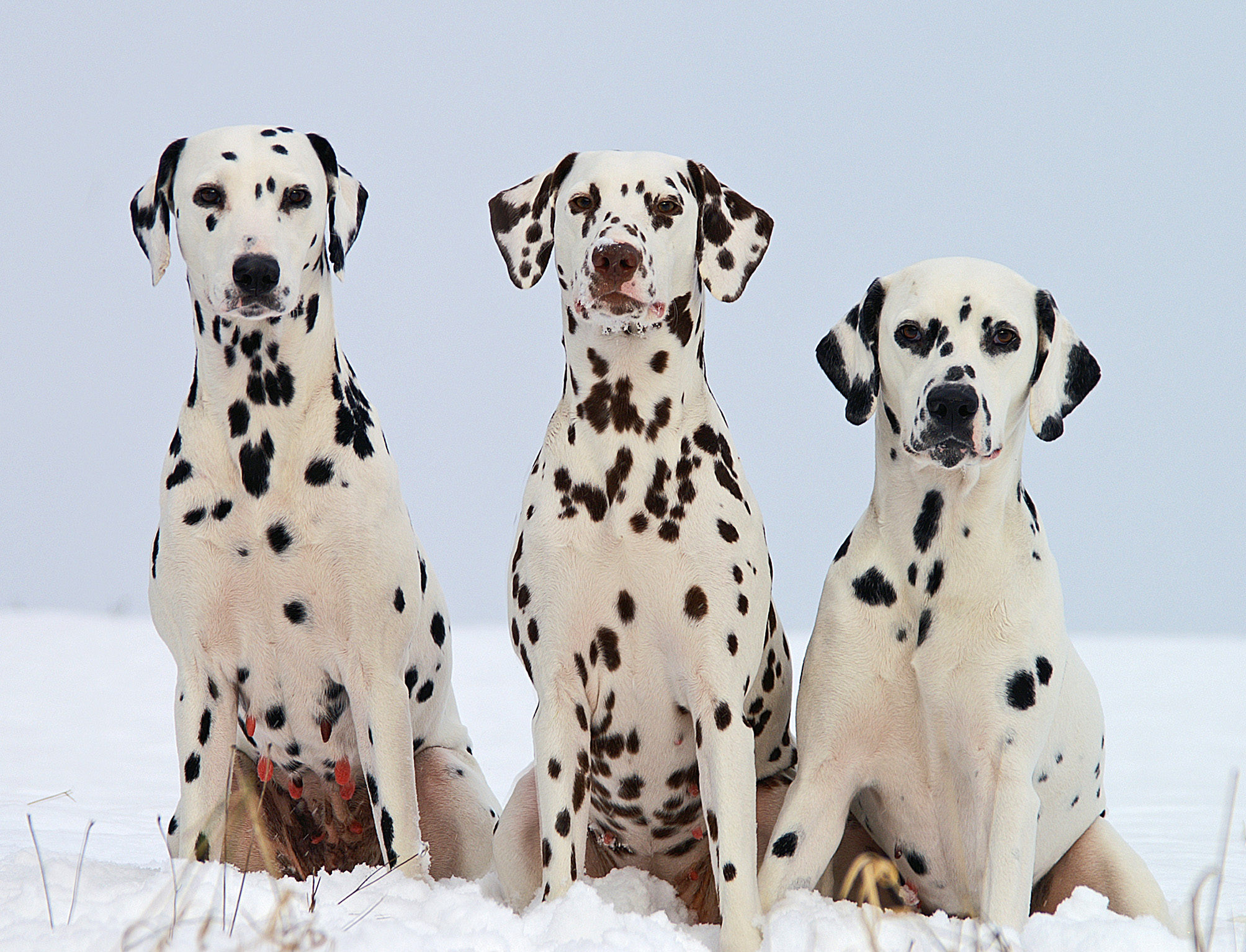 are dalmatians intelligent dogs