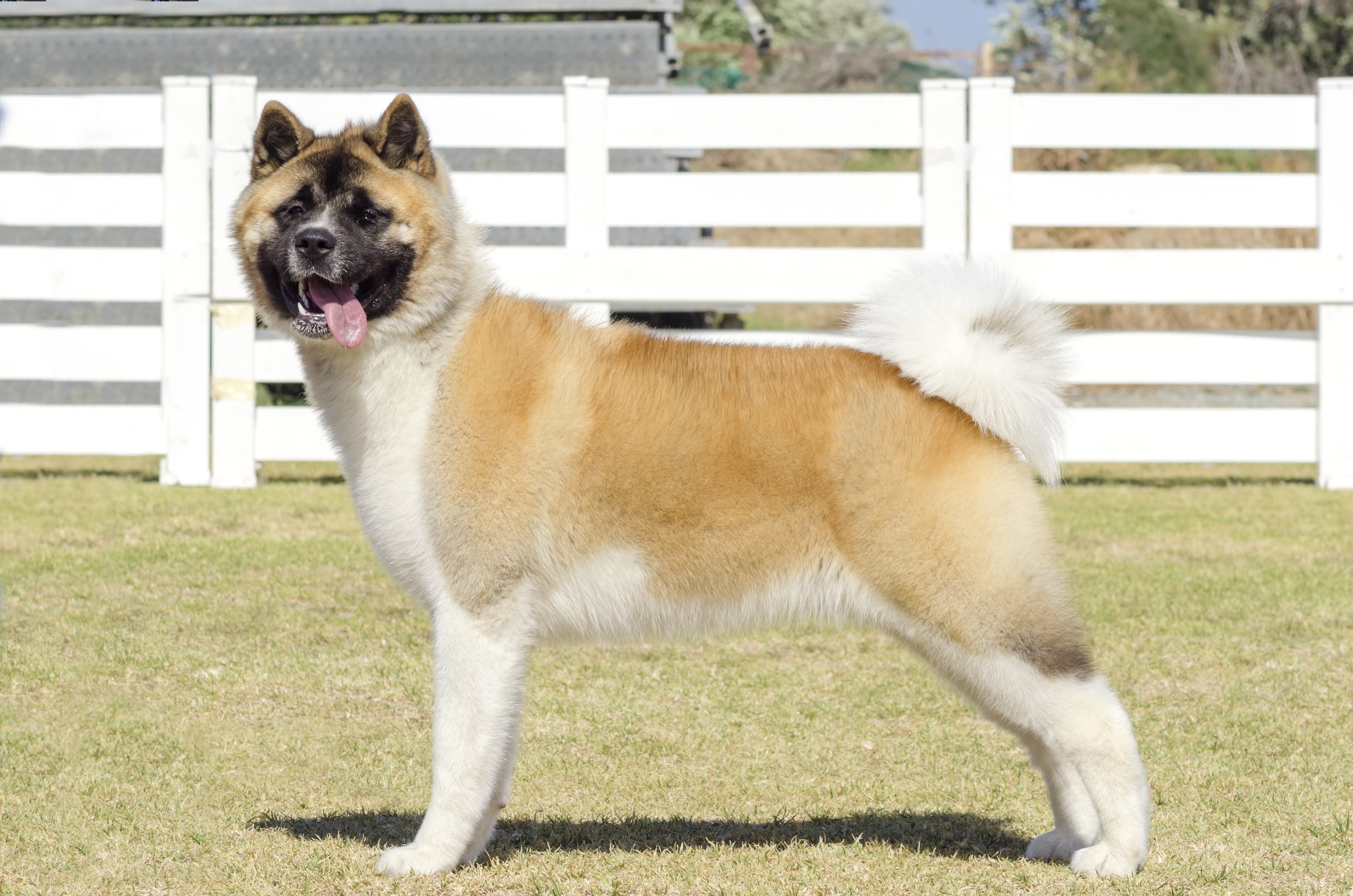 what is the difference between an akita and an american akita