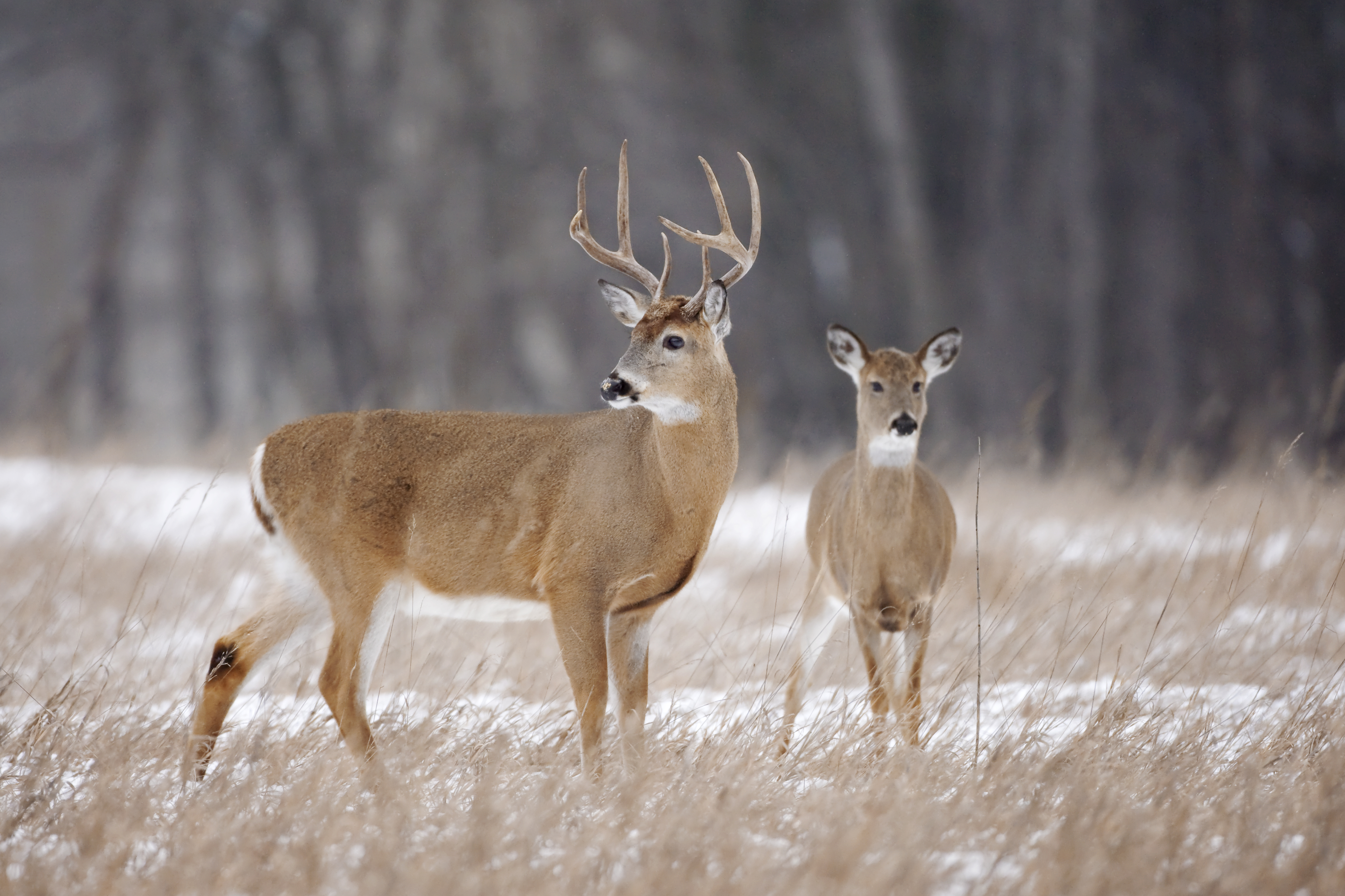 Female deers deals are called