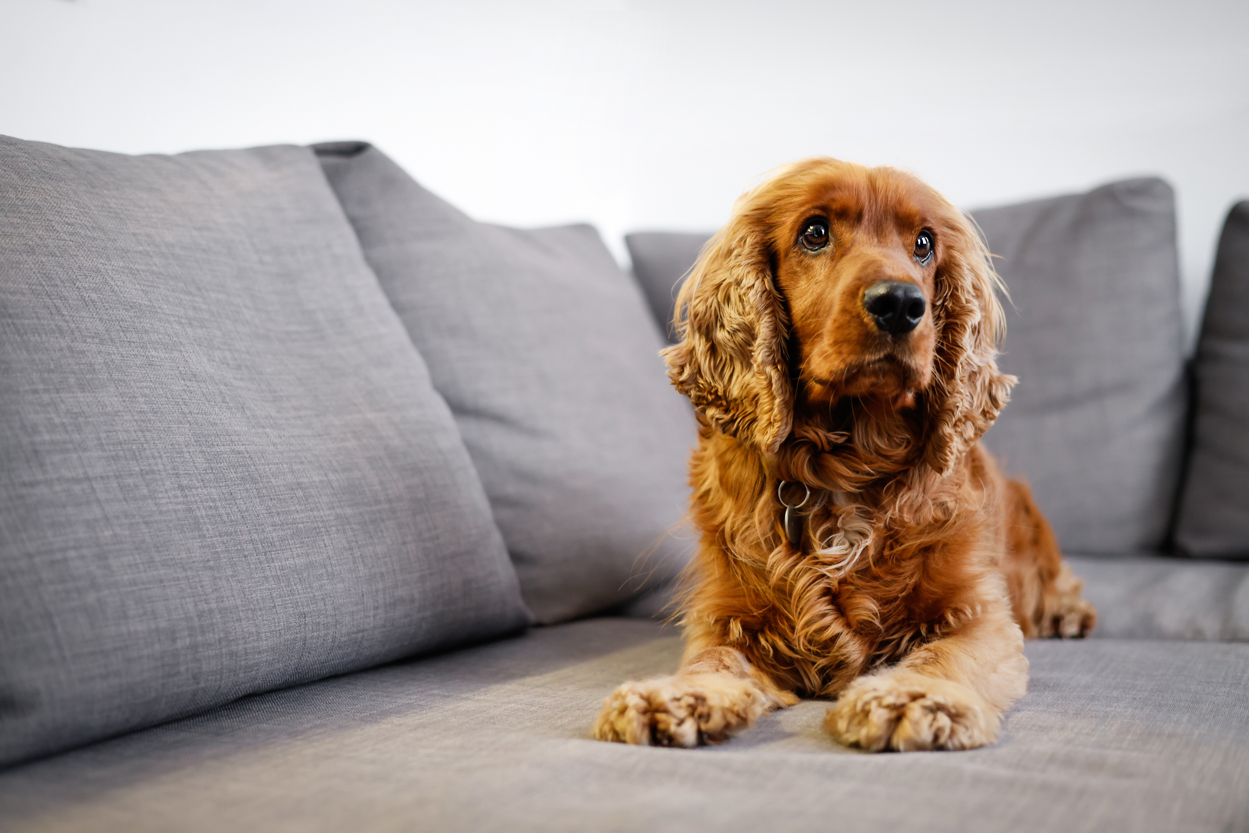 how long does a dog live with liver cancer