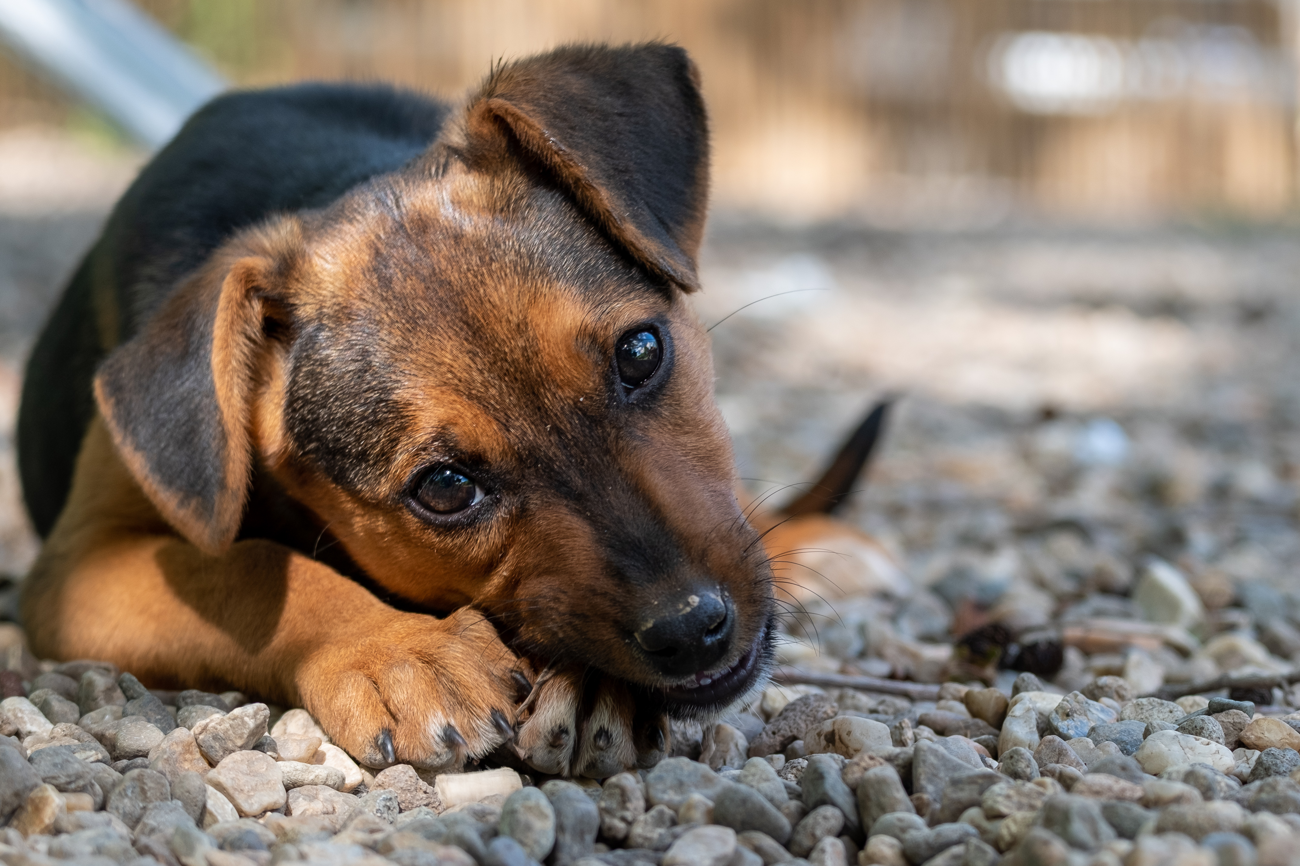 how much gravel can i give my dog